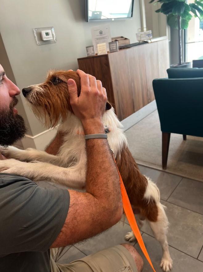 Alfred, Adopted, Young Male Terrier.