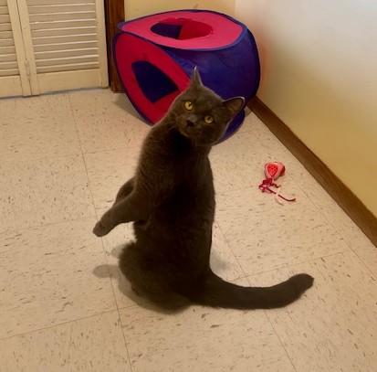Enlarge Mipha, a ADOPTABLE Domestic Short Hair in Hutchinson, MN image 2/6