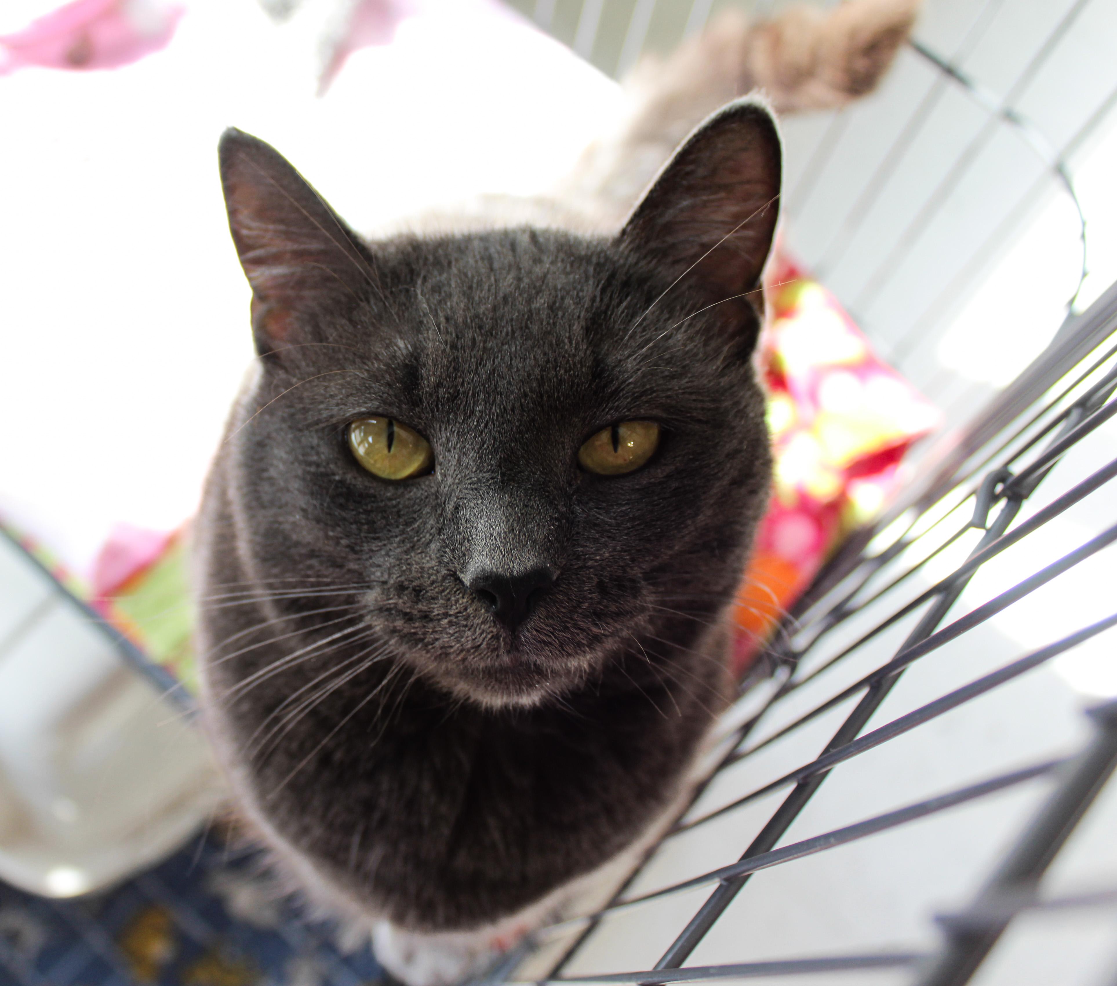 Mipha, ADOPTABLE, Adult Female Domestic Short Hair.