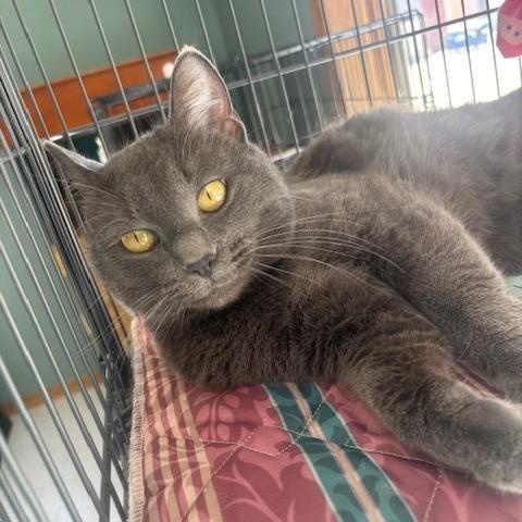 Mipha, ADOPTABLE, Adult Female Domestic Short Hair.