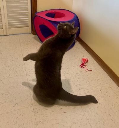 Enlarge Mipha, a ADOPTABLE Domestic Short Hair in Hutchinson, MN image 5/6