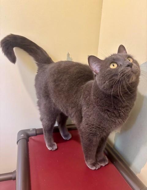 Enlarge Mipha, a ADOPTABLE Domestic Short Hair in Hutchinson, MN image 3/6