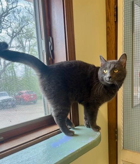 Enlarge Mipha, a ADOPTABLE Domestic Short Hair in Hutchinson, MN image 6/6