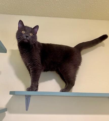 Enlarge Mipha, a ADOPTABLE Domestic Short Hair in Hutchinson, MN image 4/6
