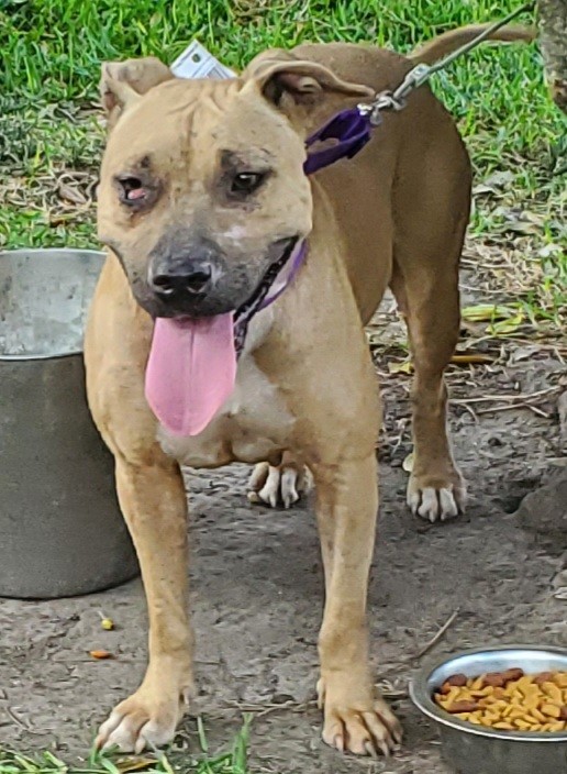 JOSIE, Adoptable, Young Female Mixed Breed.