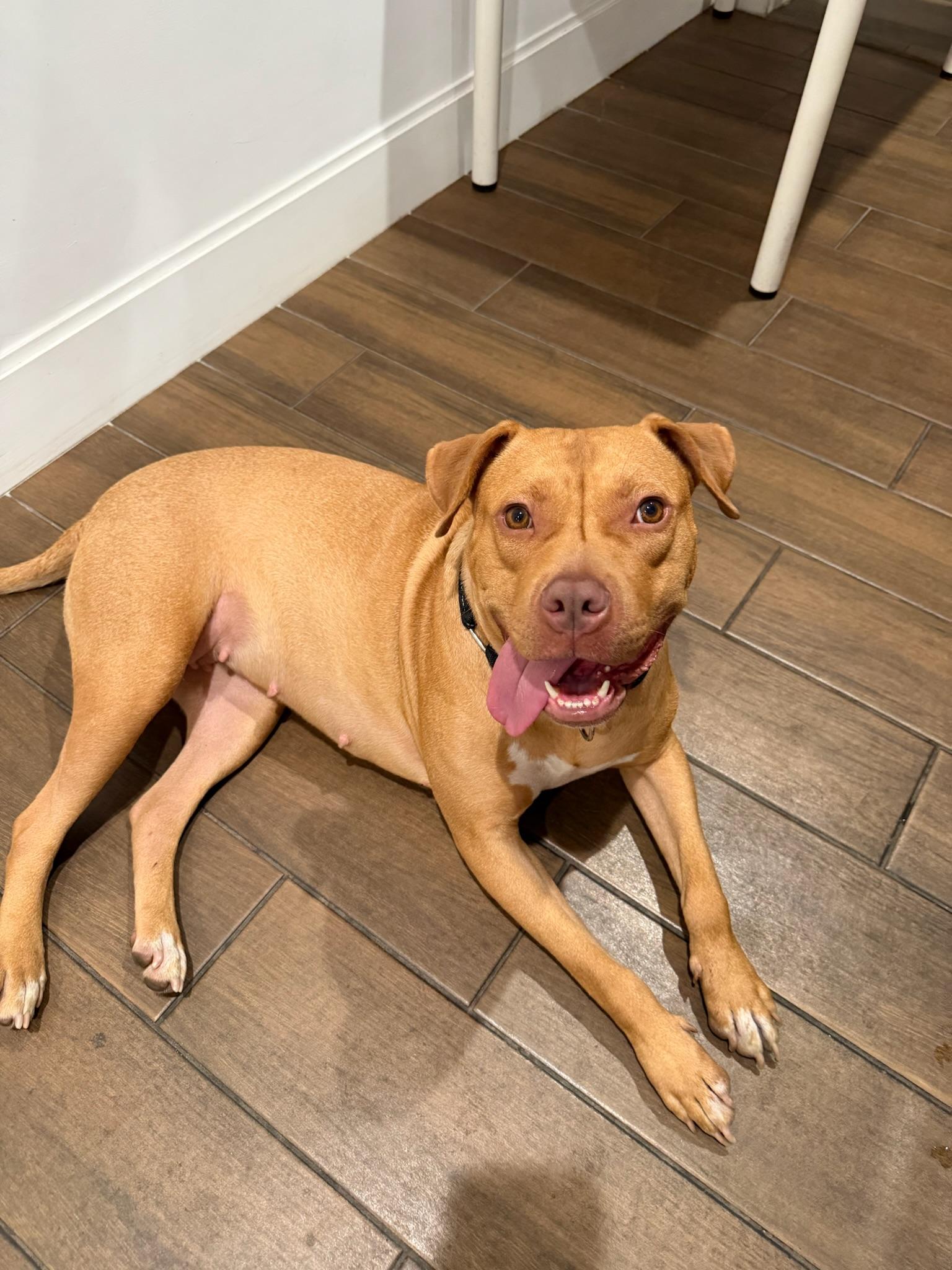 Enlarge Honey, a Adoptable Pit Bull Terrier in Covina , CA image 5/6