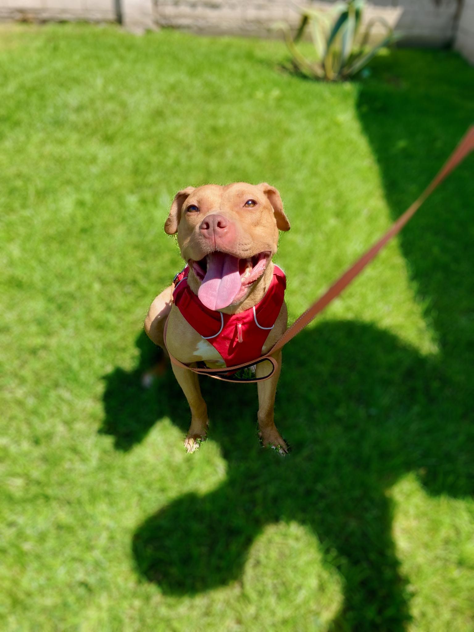 Honey, Adoptable, Young Female Pit Bull Terrier.