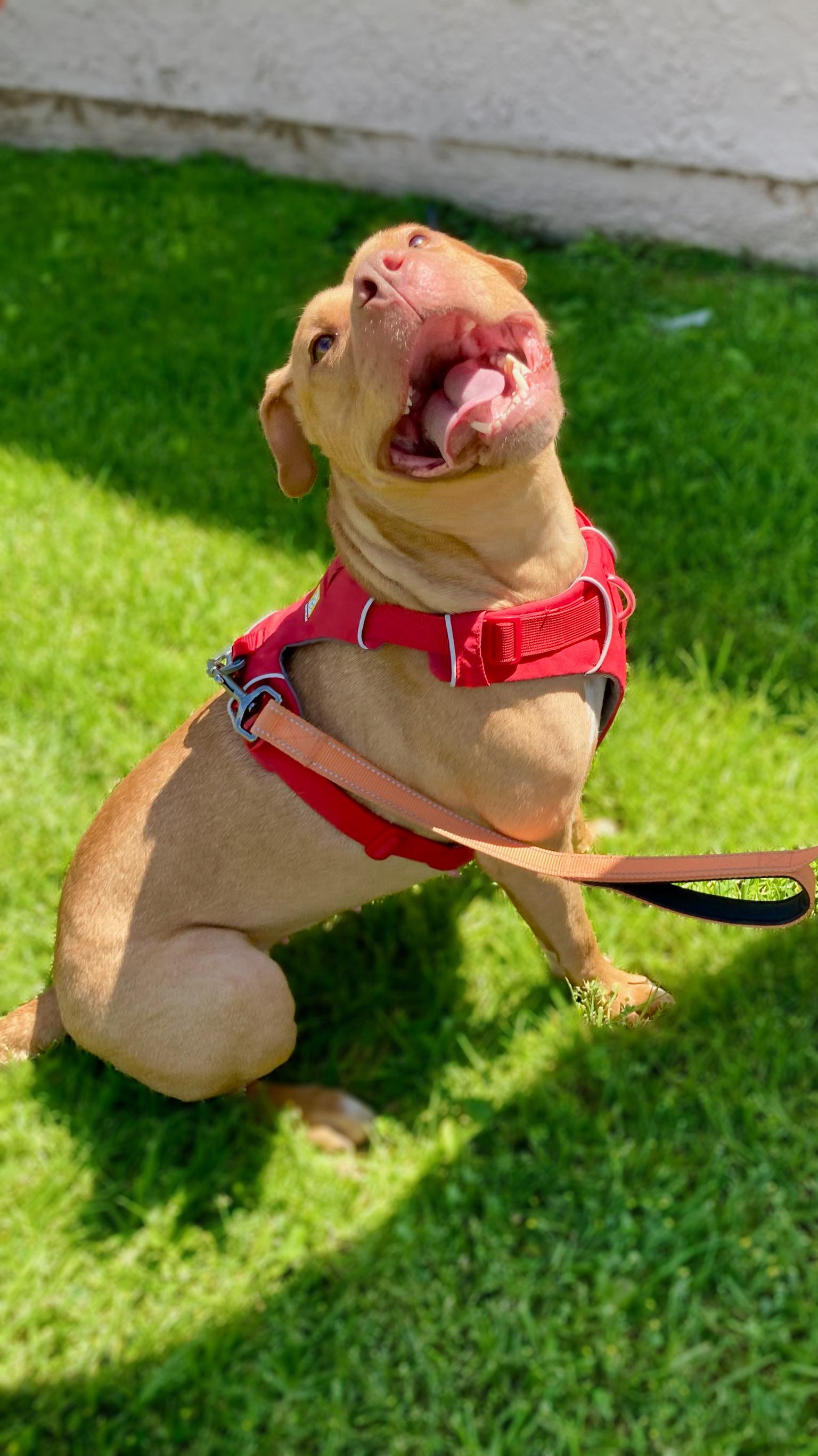 Enlarge Honey, a Adoptable Pit Bull Terrier in Covina , CA image 4/6