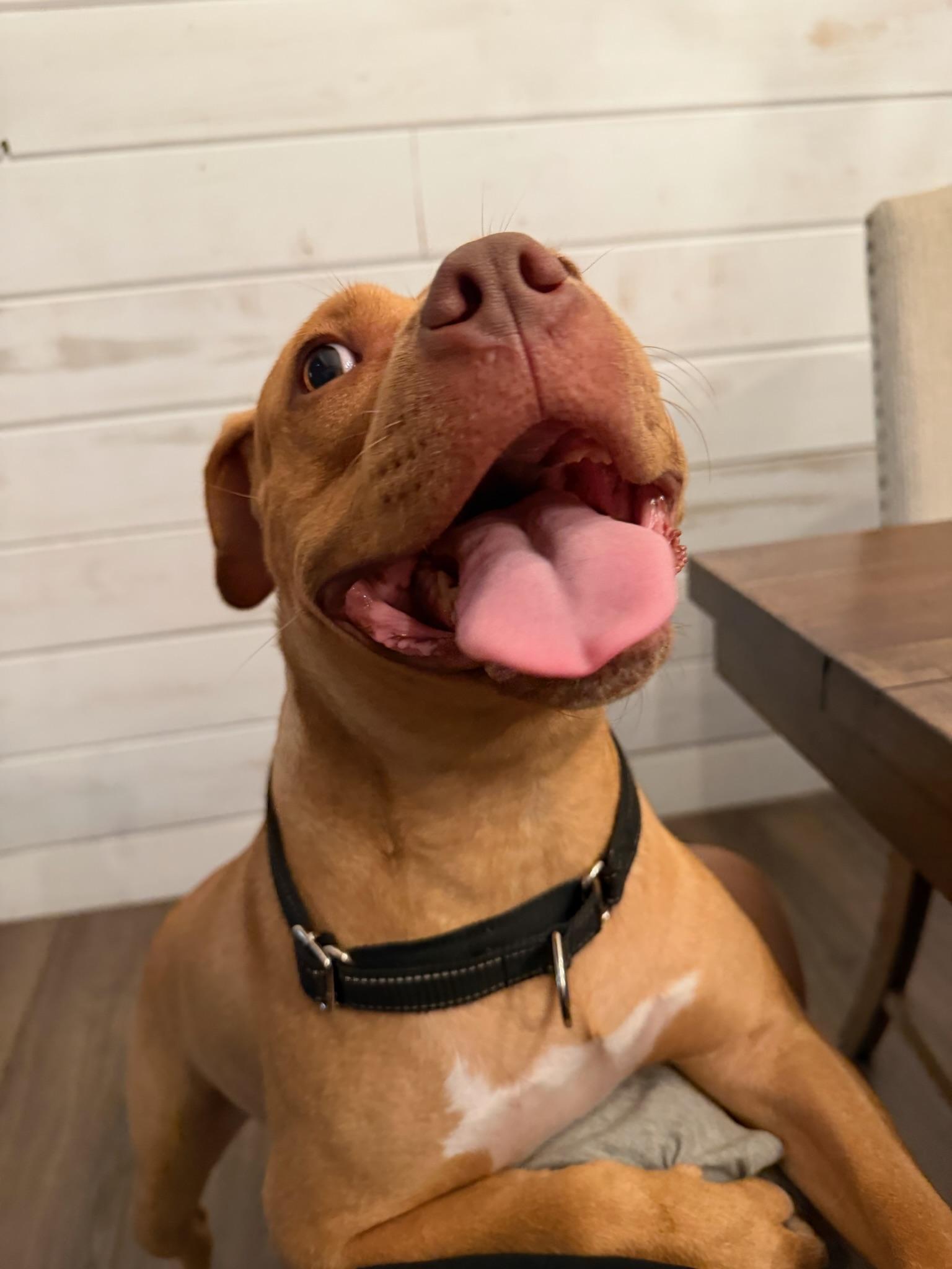 Enlarge Honey, a Adoptable Pit Bull Terrier in Covina , CA image 6/6