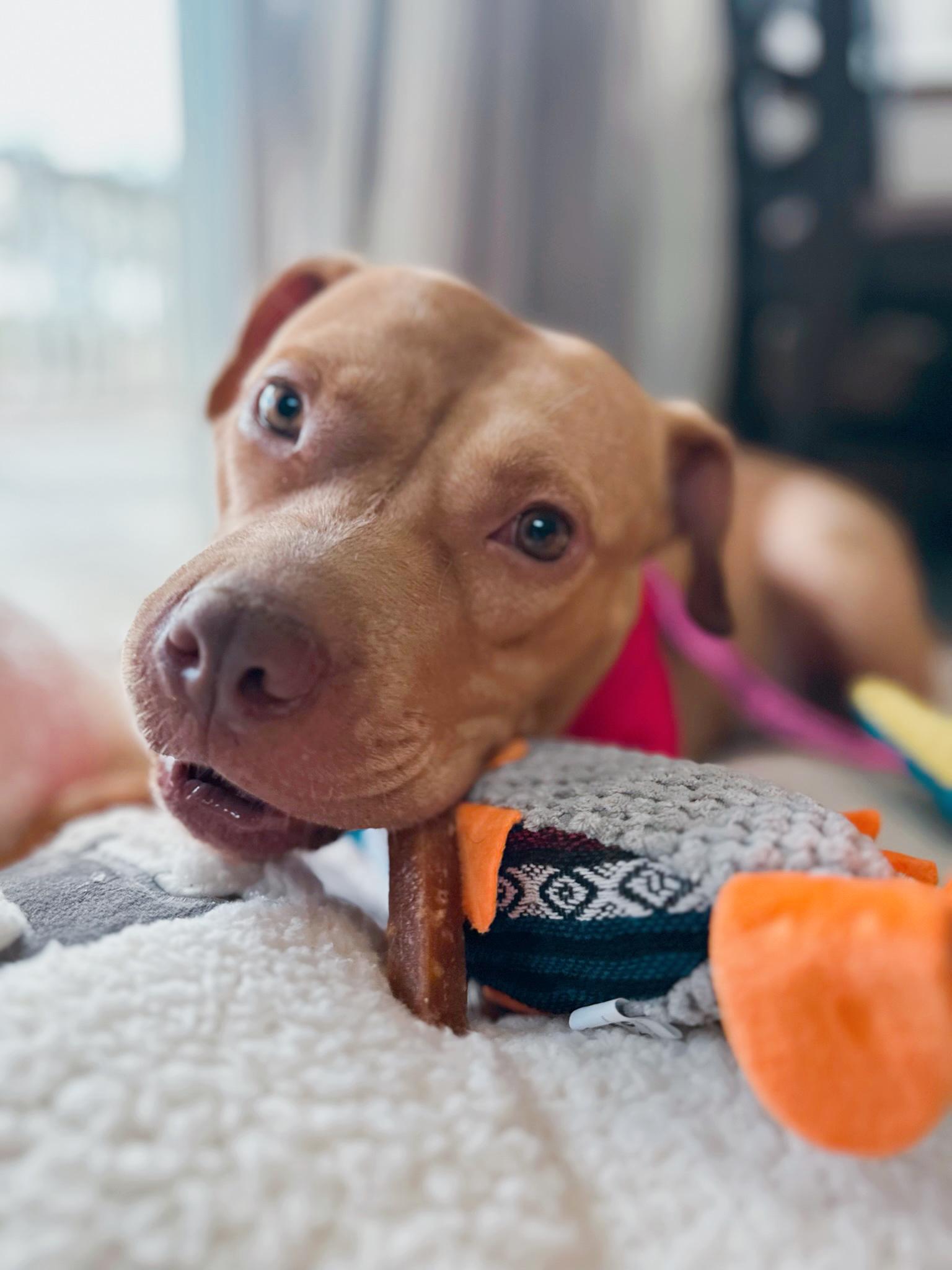 Enlarge Honey, a Adoptable Pit Bull Terrier in Covina , CA image 3/6