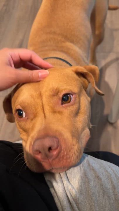 Enlarge Honey, a Adoptable Pit Bull Terrier in Covina , CA video 2/6