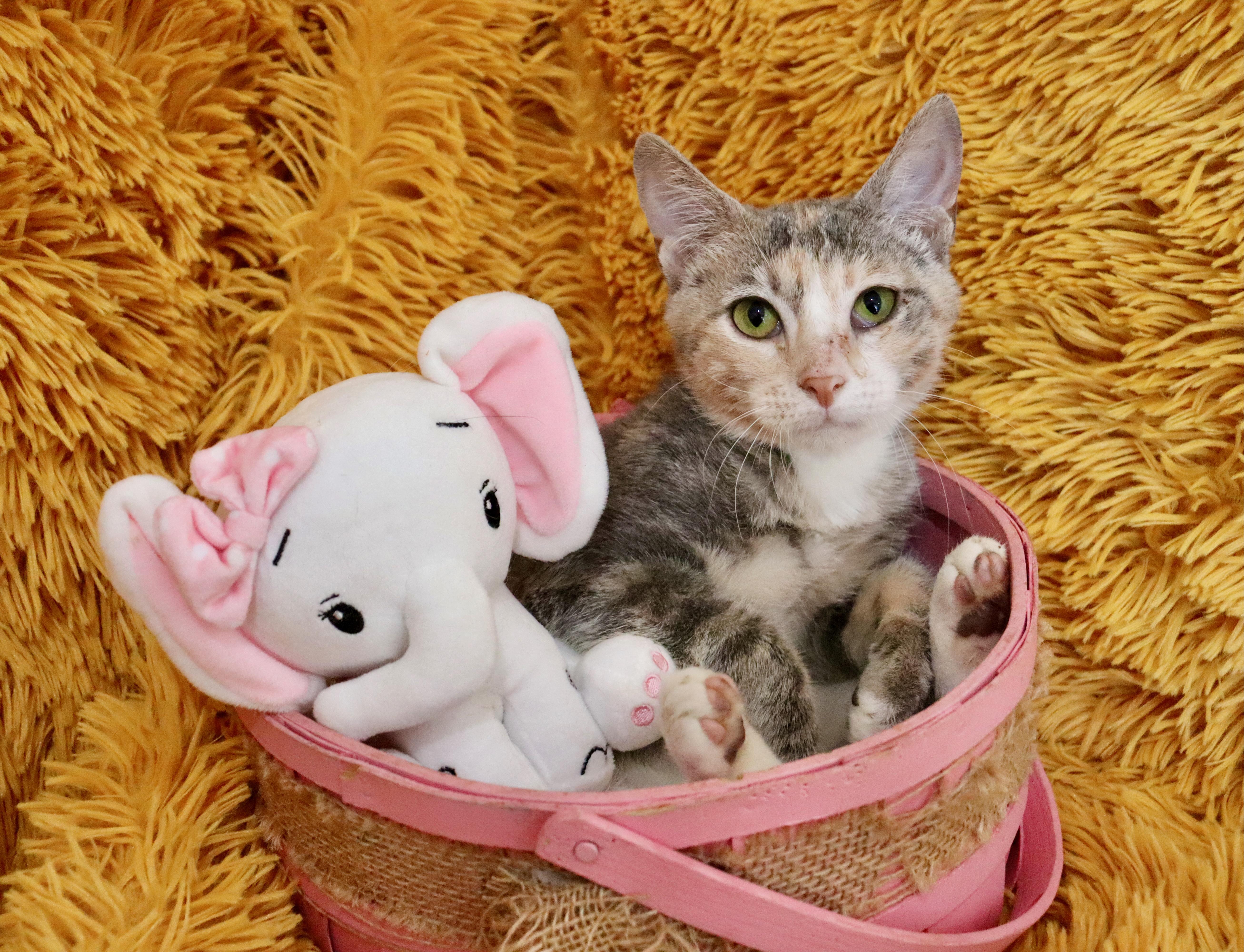 Panchita thumbnail 2