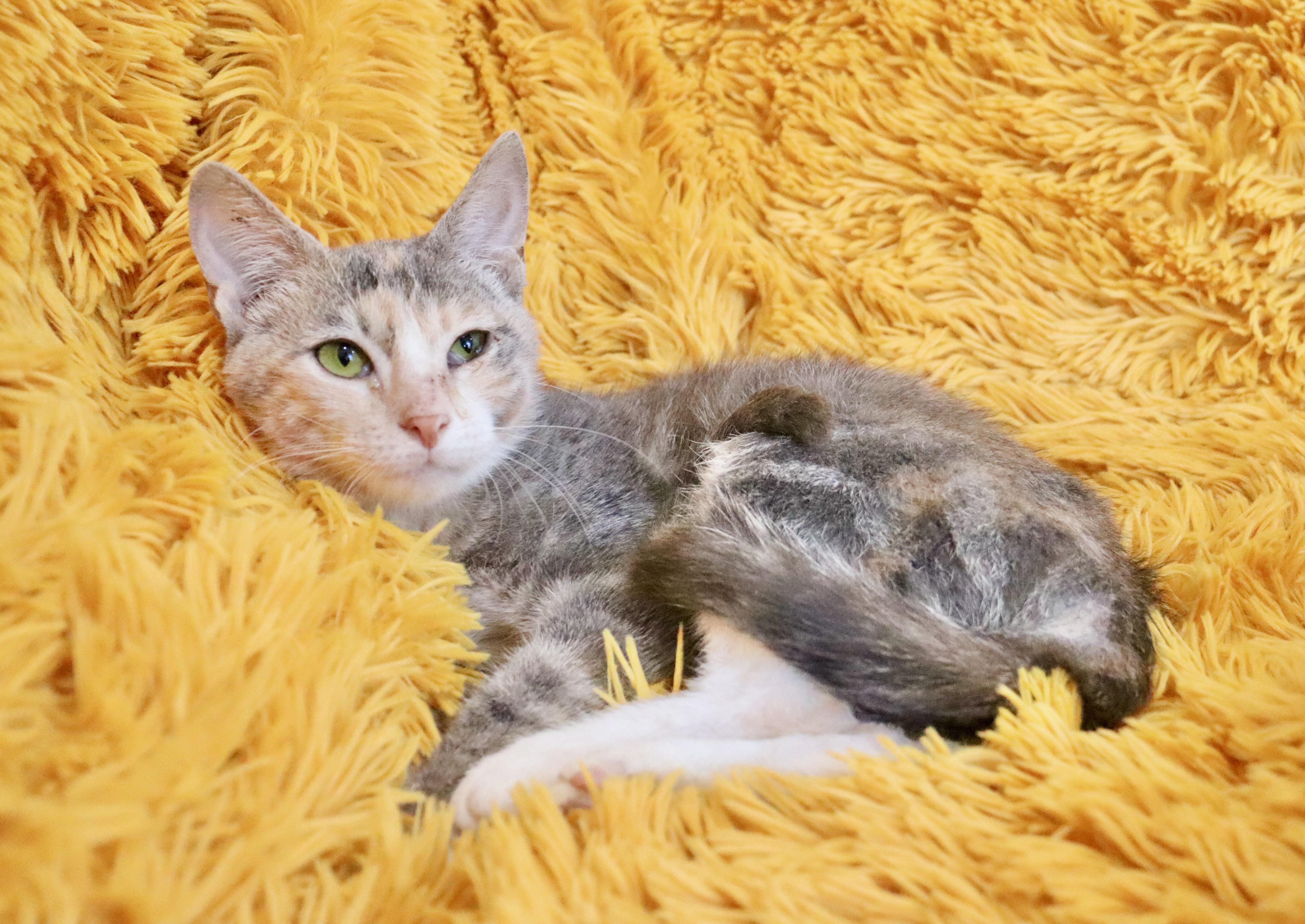 Panchita thumbnail 4