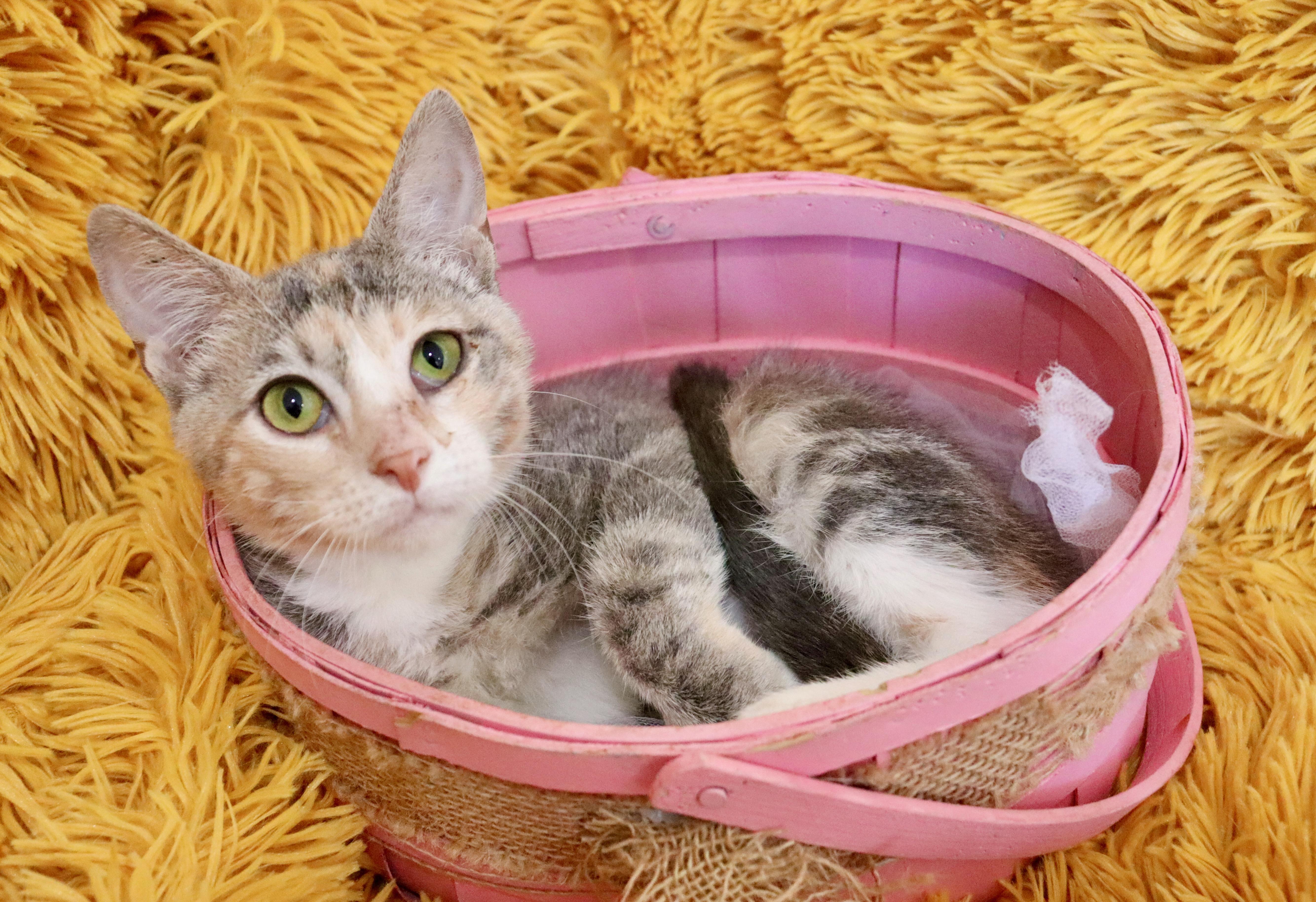 Panchita thumbnail 5