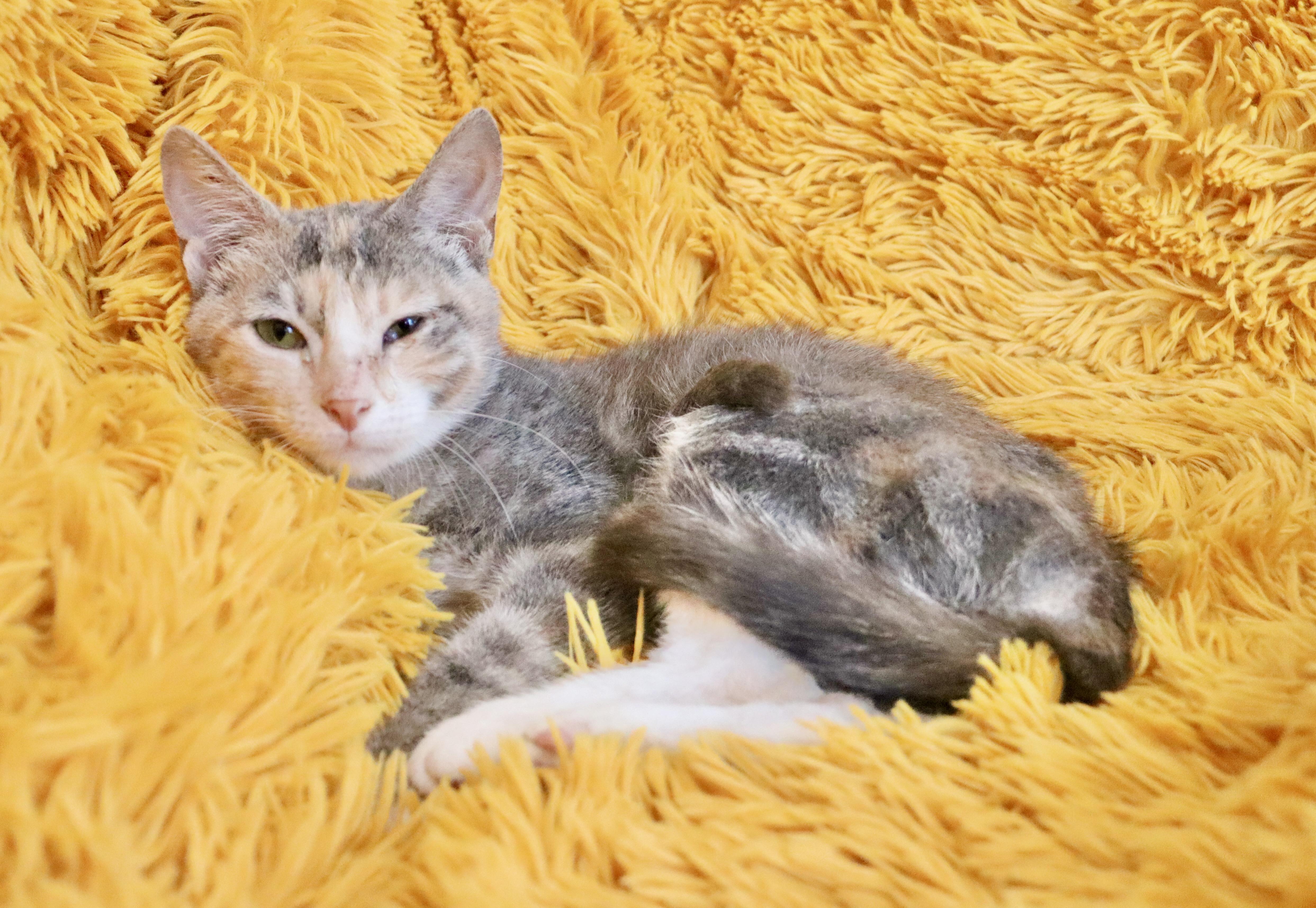 Panchita thumbnail 6