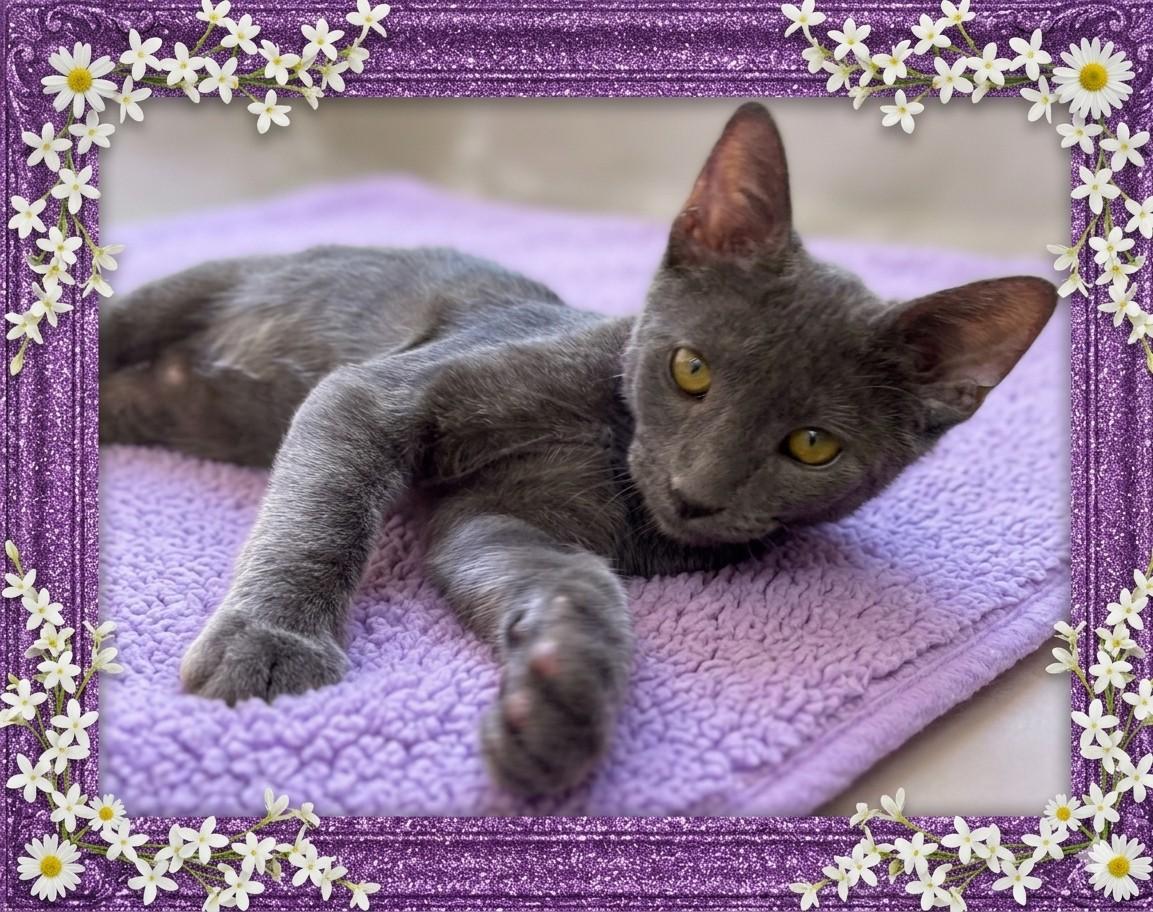 Ramona, adoptable, Kitten Female Domestic Short Hair.
