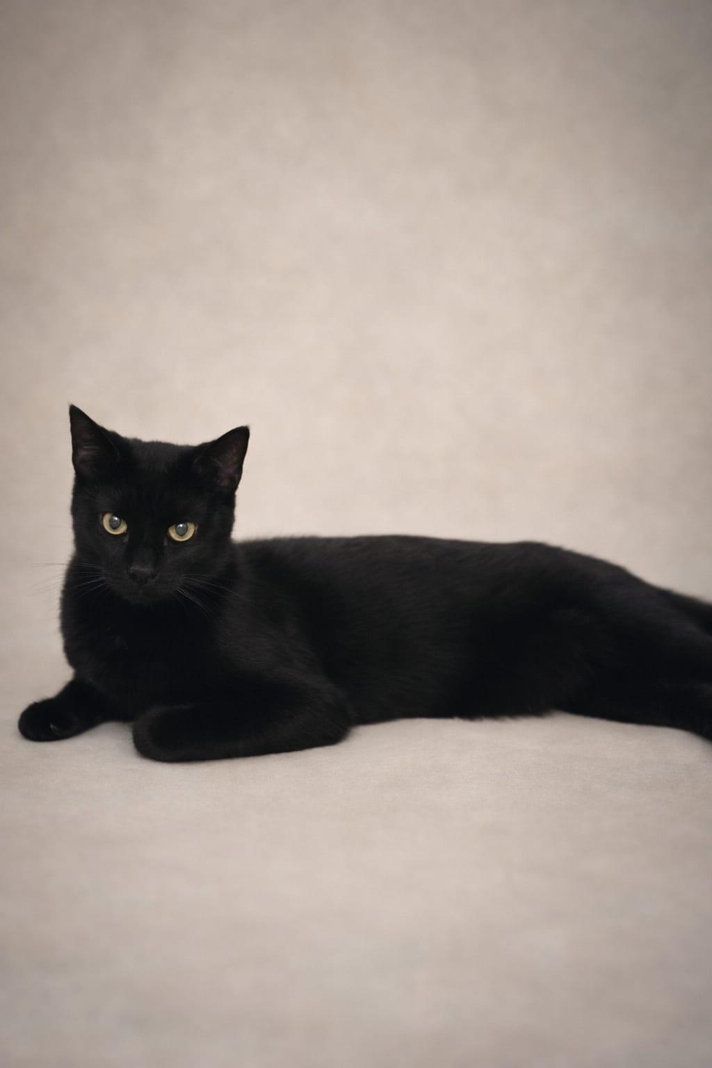 Enlarge Panther, a Adoptable Domestic Short Hair in Miami, FL image 6/6