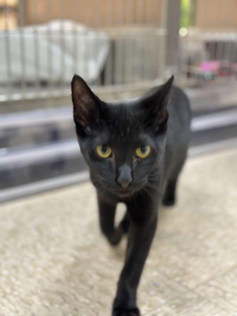 Panther, Adoptable, Young Male Domestic Short Hair.