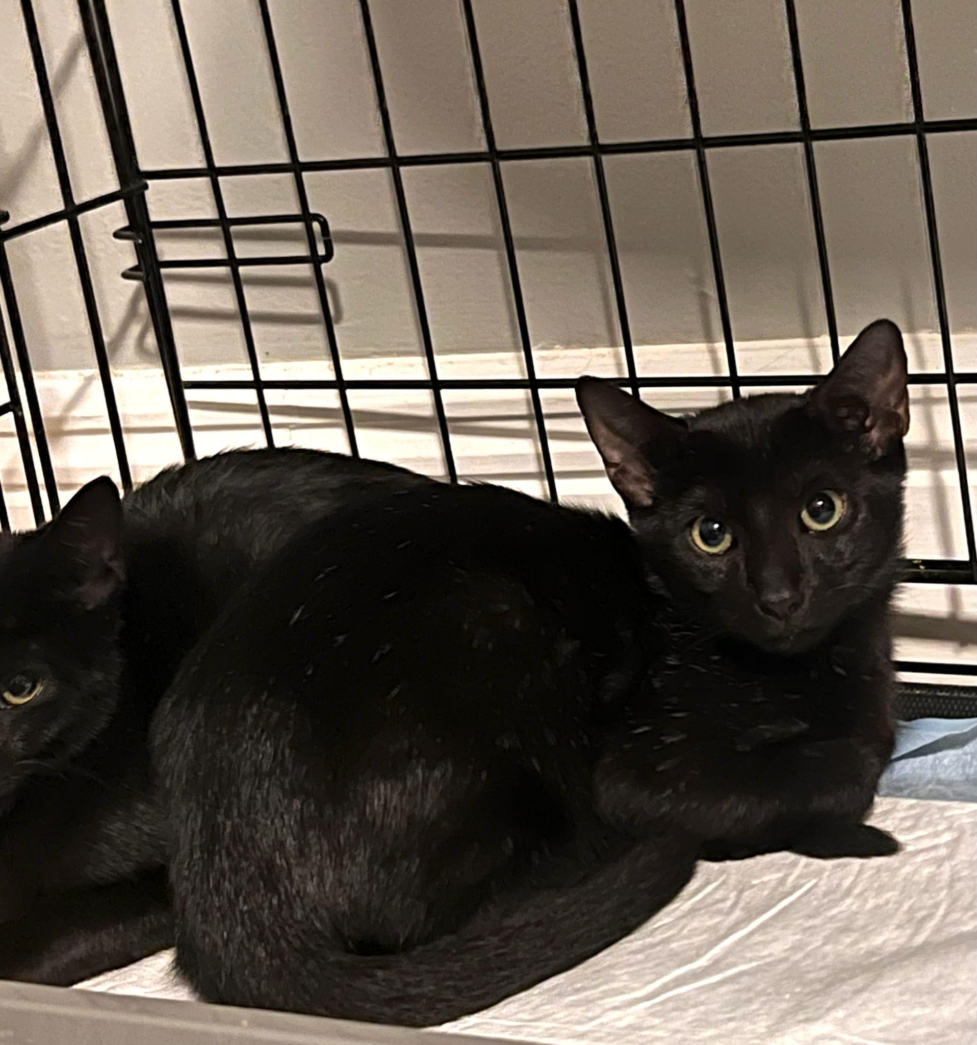 Panther, a Adoptable Domestic Short Hair in Miami, FL image 2/3