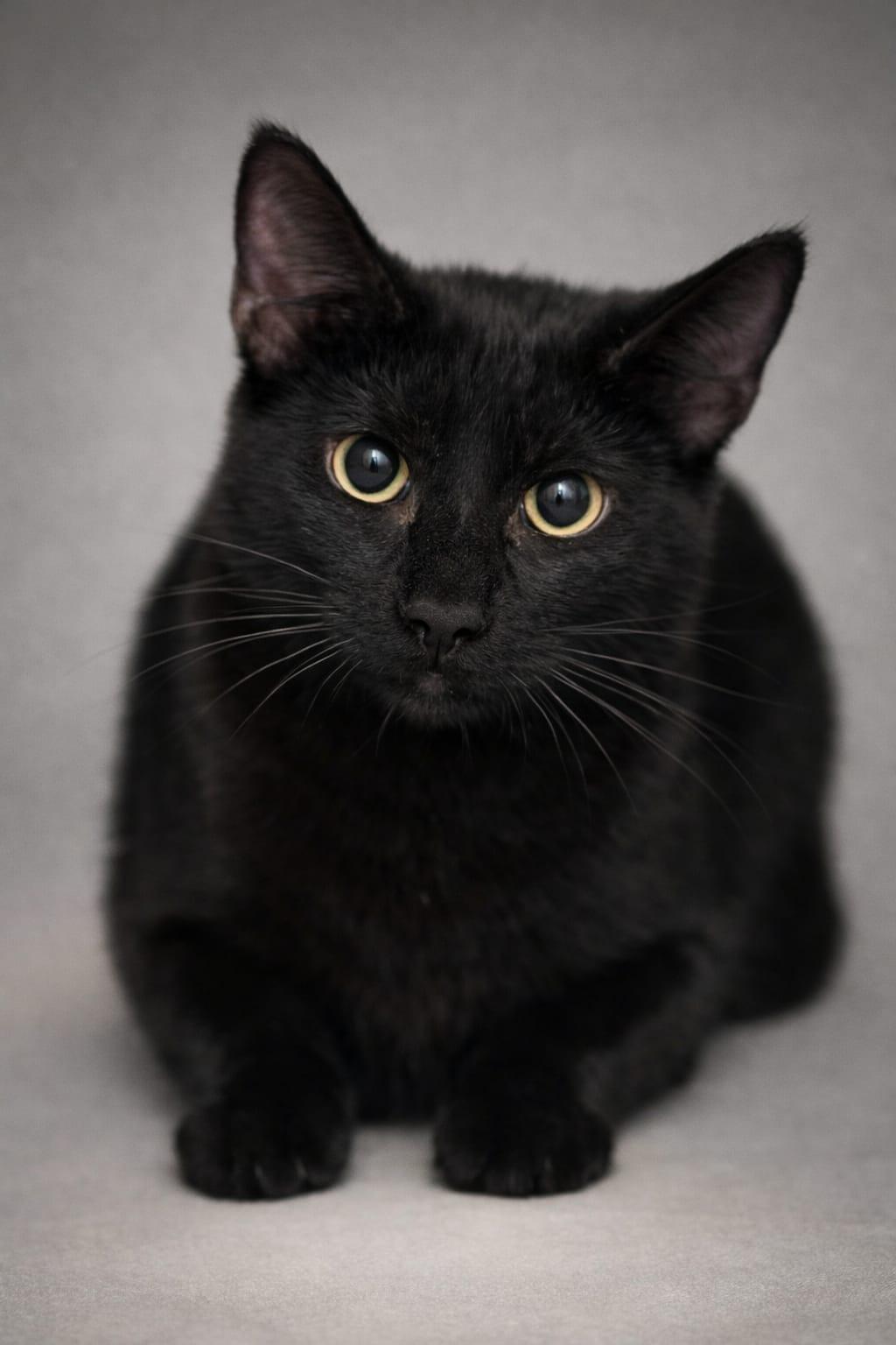 Enlarge Panther, a Adoptable Domestic Short Hair in Miami, FL image 1/6