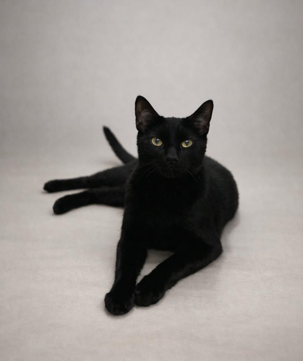 Enlarge Panther, a Adoptable Domestic Short Hair in Miami, FL image 1/6