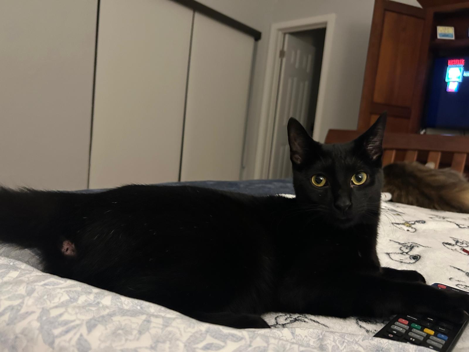 Enlarge Panther, a Adoptable Domestic Short Hair in Miami, FL image 5/6