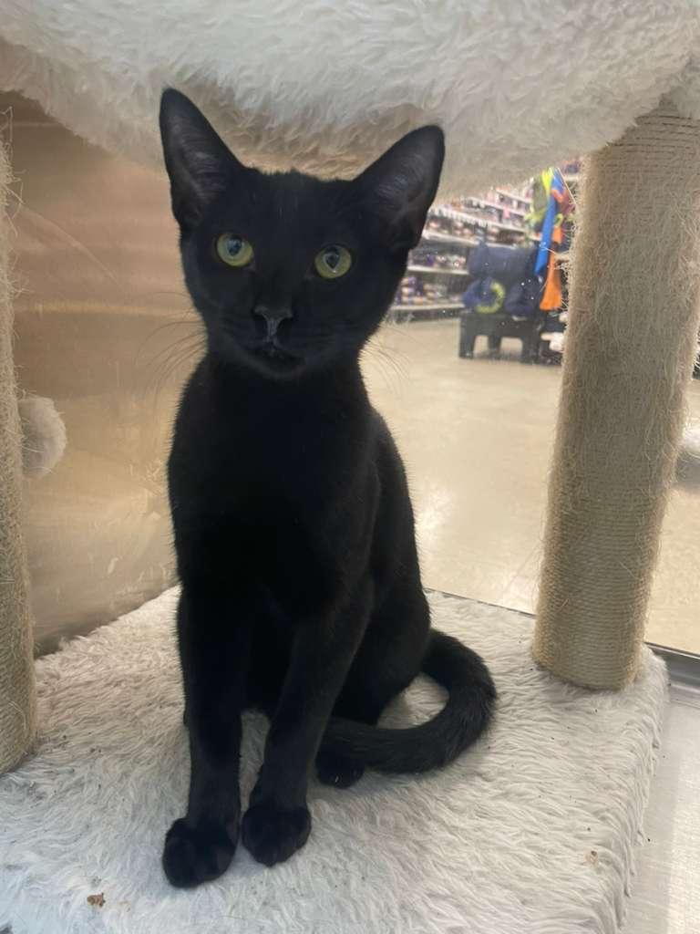 Panther, a Adoptable Domestic Short Hair in Miami, FL image 3/3
