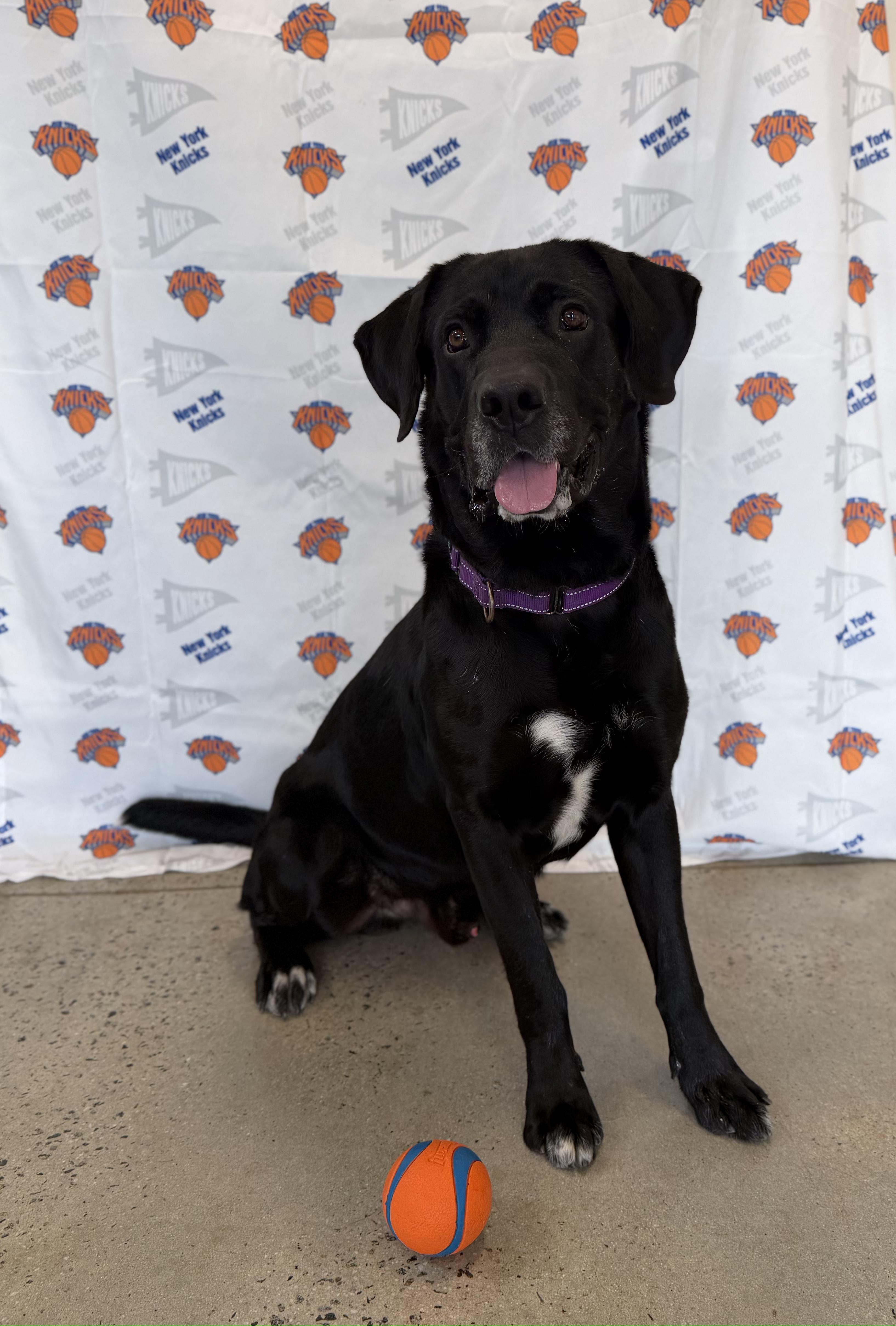 Bumper, ADOPTABLE, Adult Male Labrador Retriever.