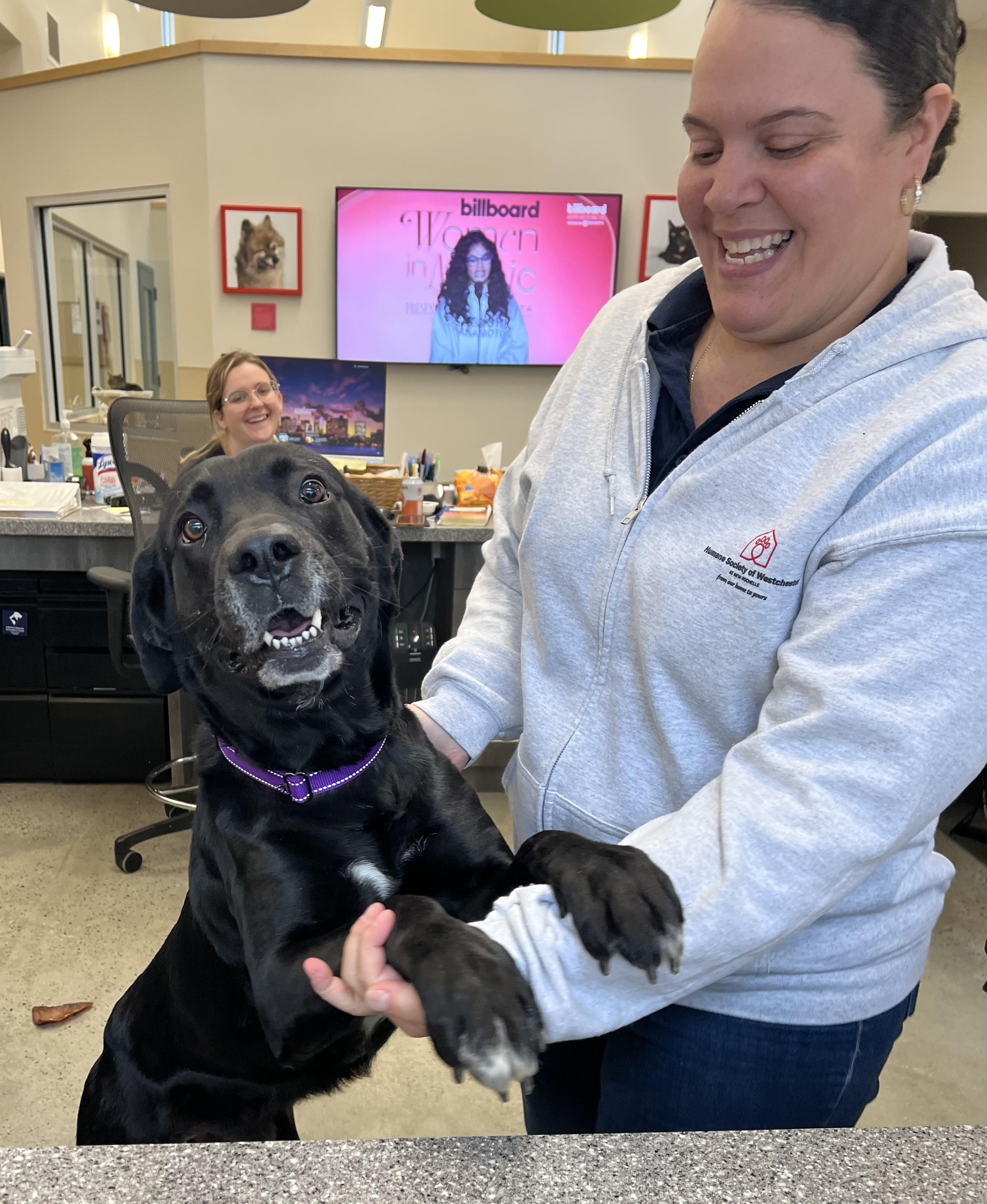 Enlarge Bumper, a ADOPTABLE Labrador Retriever in New Rochelle, NY image 6/6