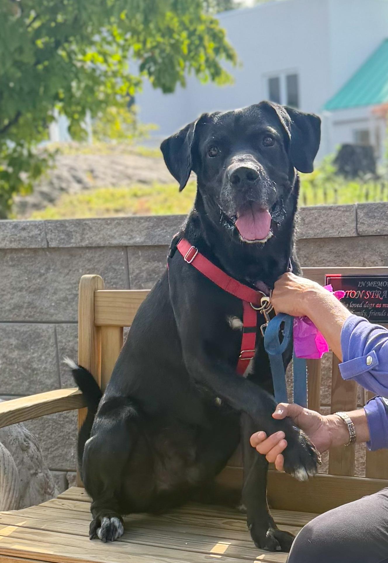 Bumper, Adoptable, Adult Male Labrador Retriever.