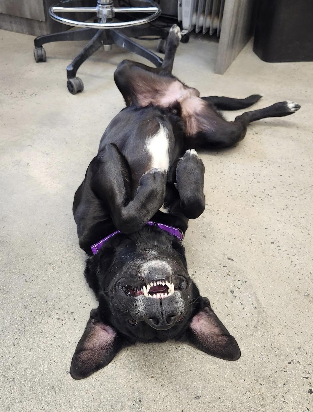 Enlarge Bumper, a ADOPTABLE Labrador Retriever in New Rochelle, NY image 3/6