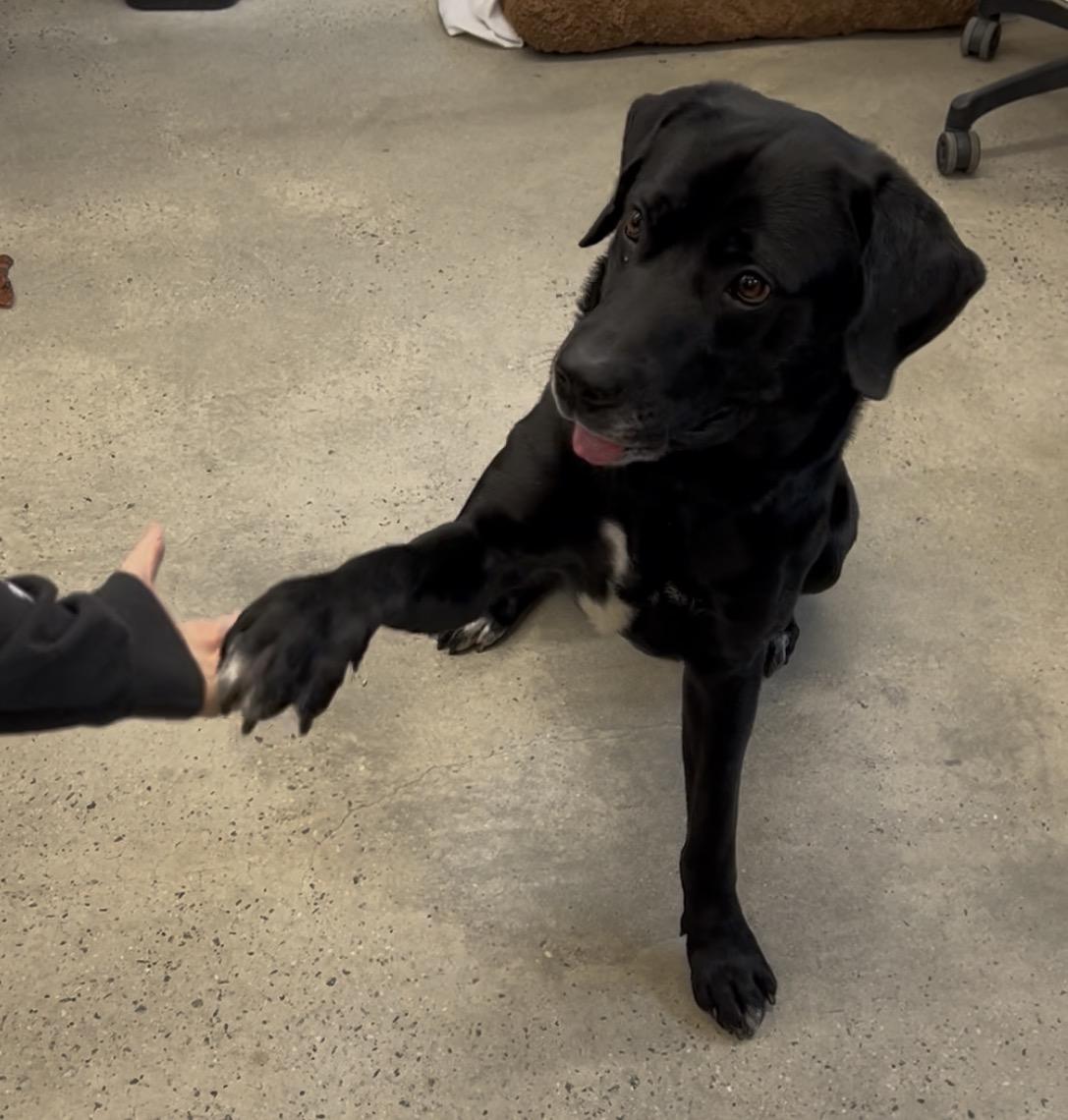 Enlarge Bumper, a ADOPTABLE Labrador Retriever in New Rochelle, NY image 5/6