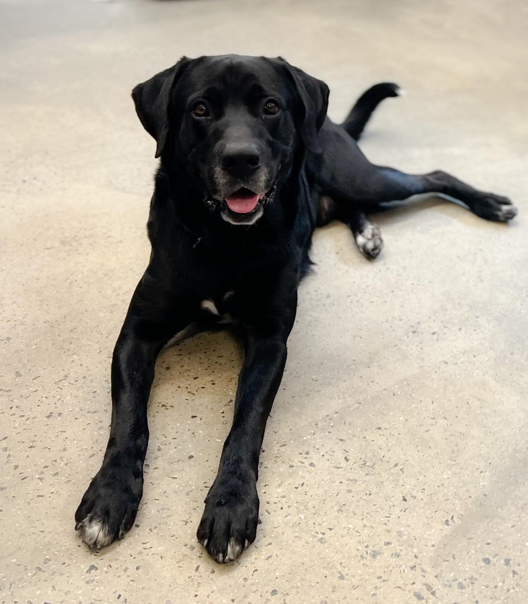 Enlarge Bumper, a ADOPTABLE Labrador Retriever in New Rochelle, NY image 2/6