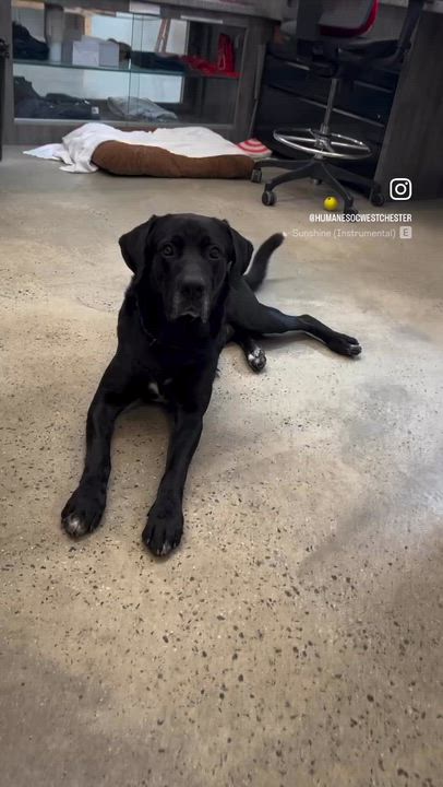 Enlarge Bumper, a ADOPTABLE Labrador Retriever in New Rochelle, NY video 4/6