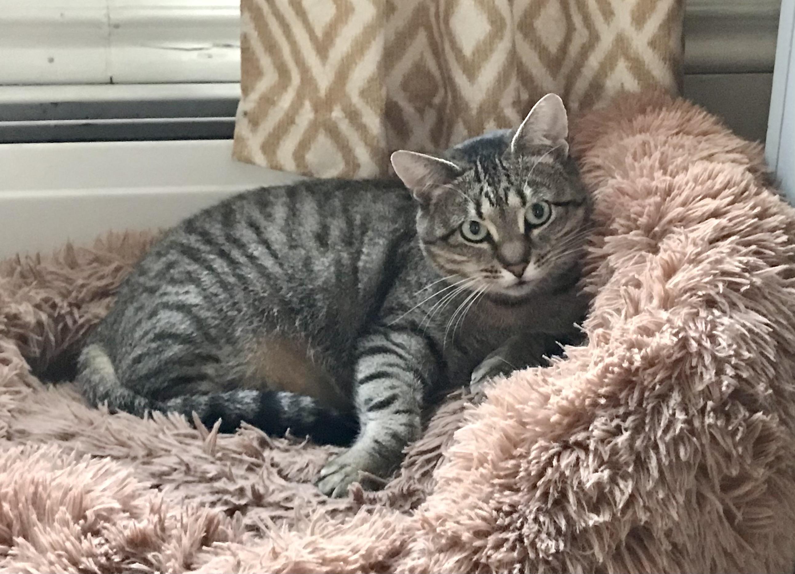 Charlotte, ADOPTABLE, Young Female American Shorthair.