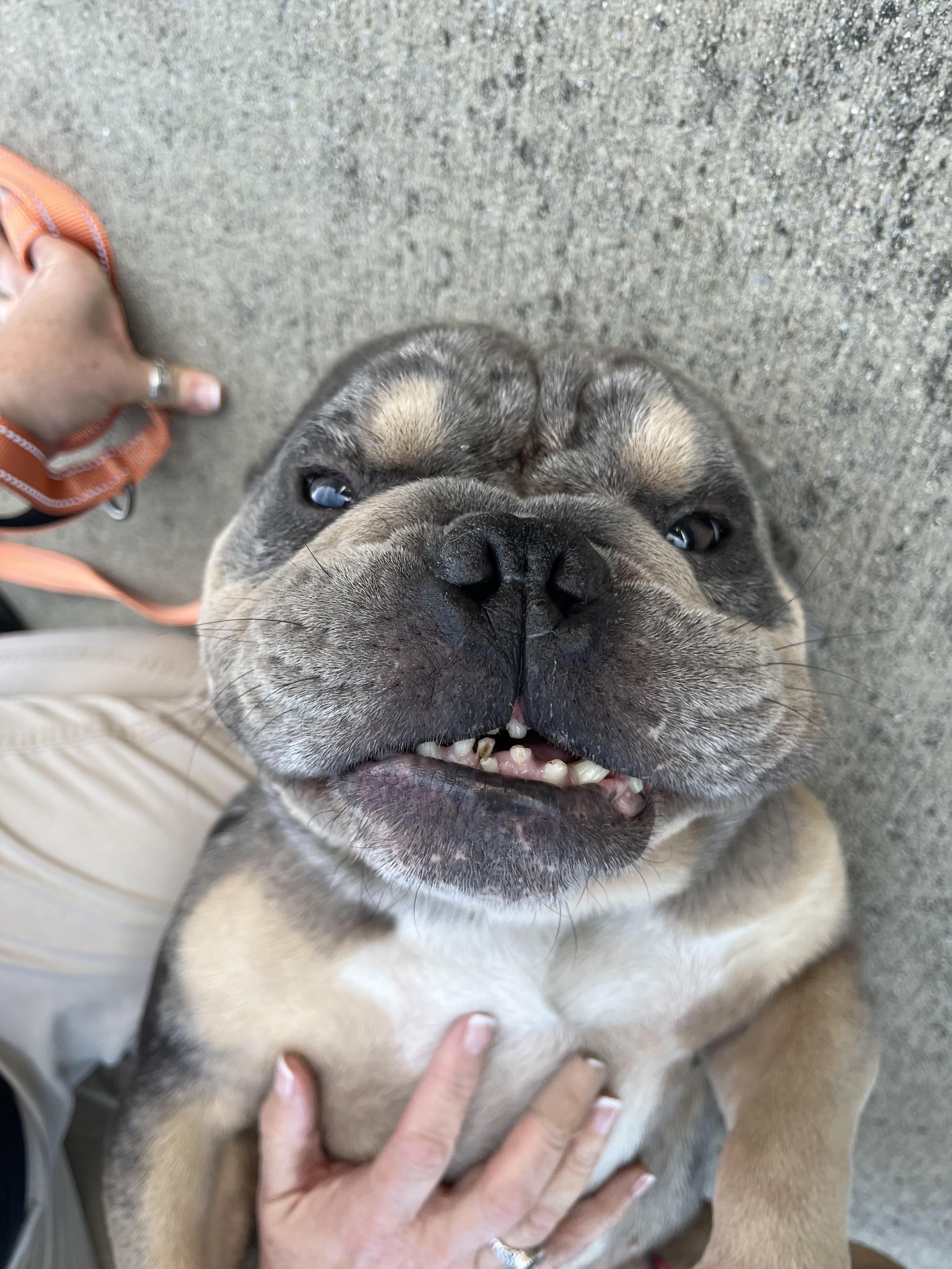 Enlarge Eugene Levy, an adopted American Bully in Knoxville, TN image 4/4
