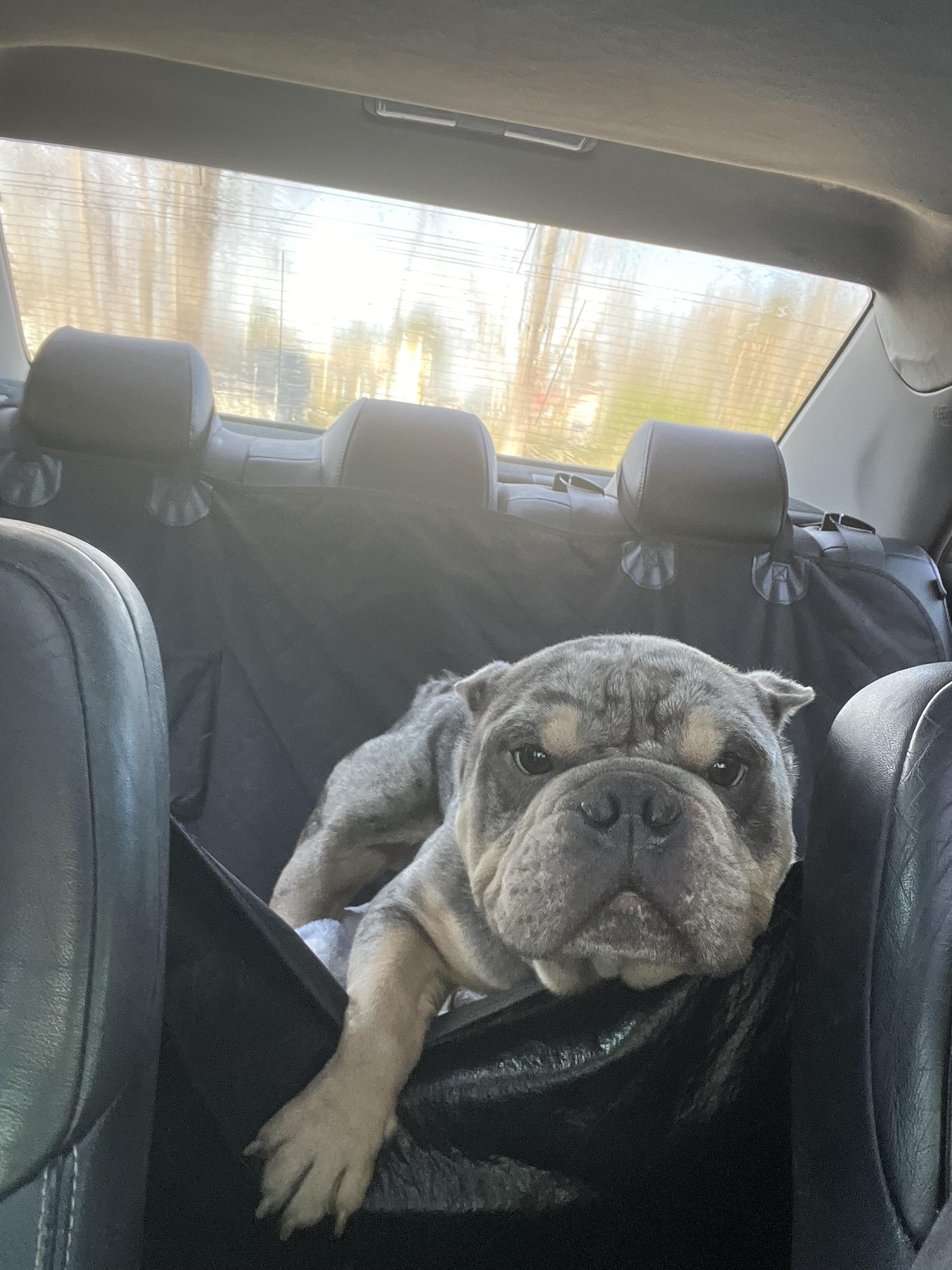 Enlarge Eugene Levy, an adopted American Bully in Knoxville, TN image 2/4