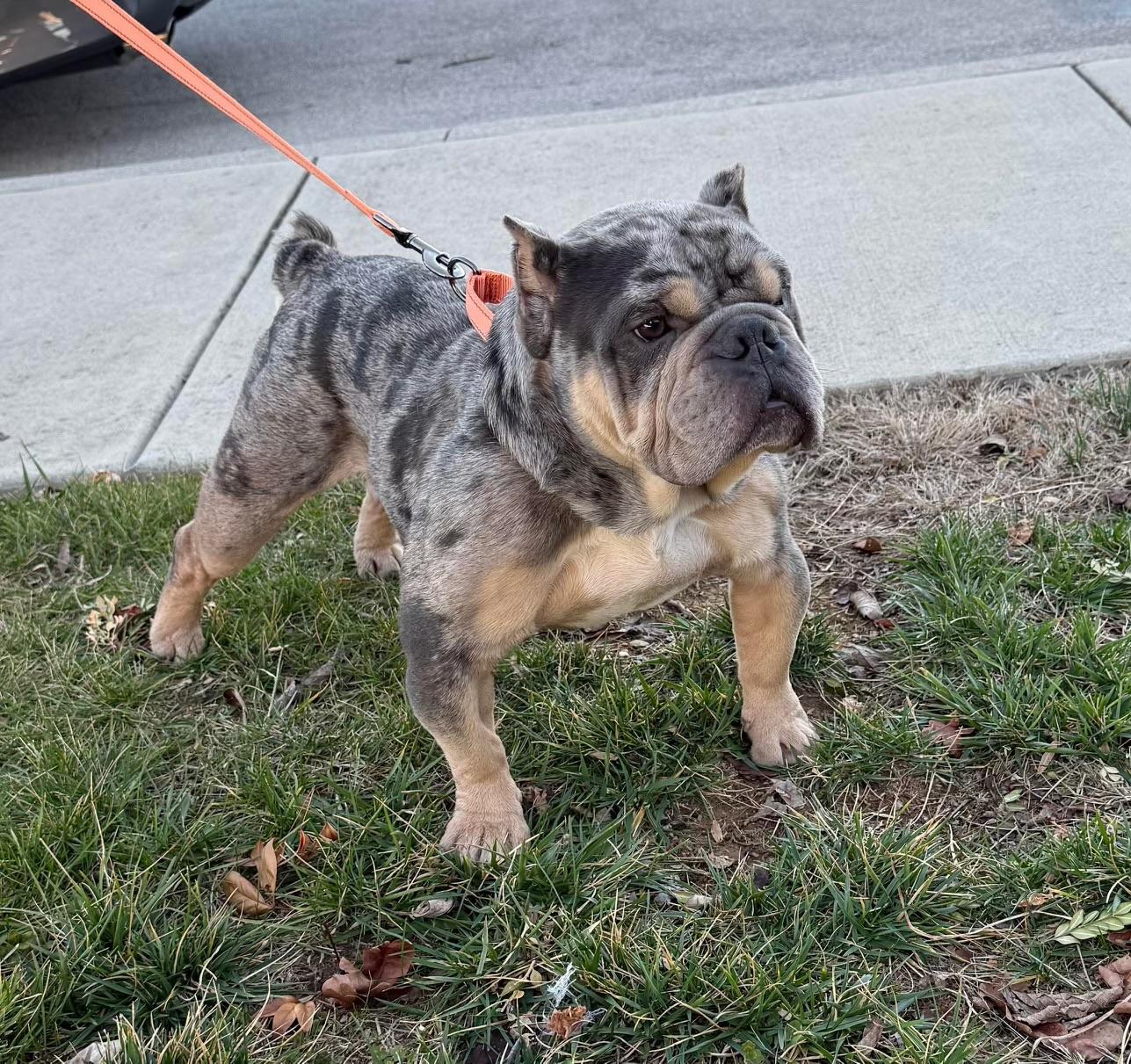 Enlarge Eugene Levy, an adopted American Bully in Knoxville, TN image 1/4