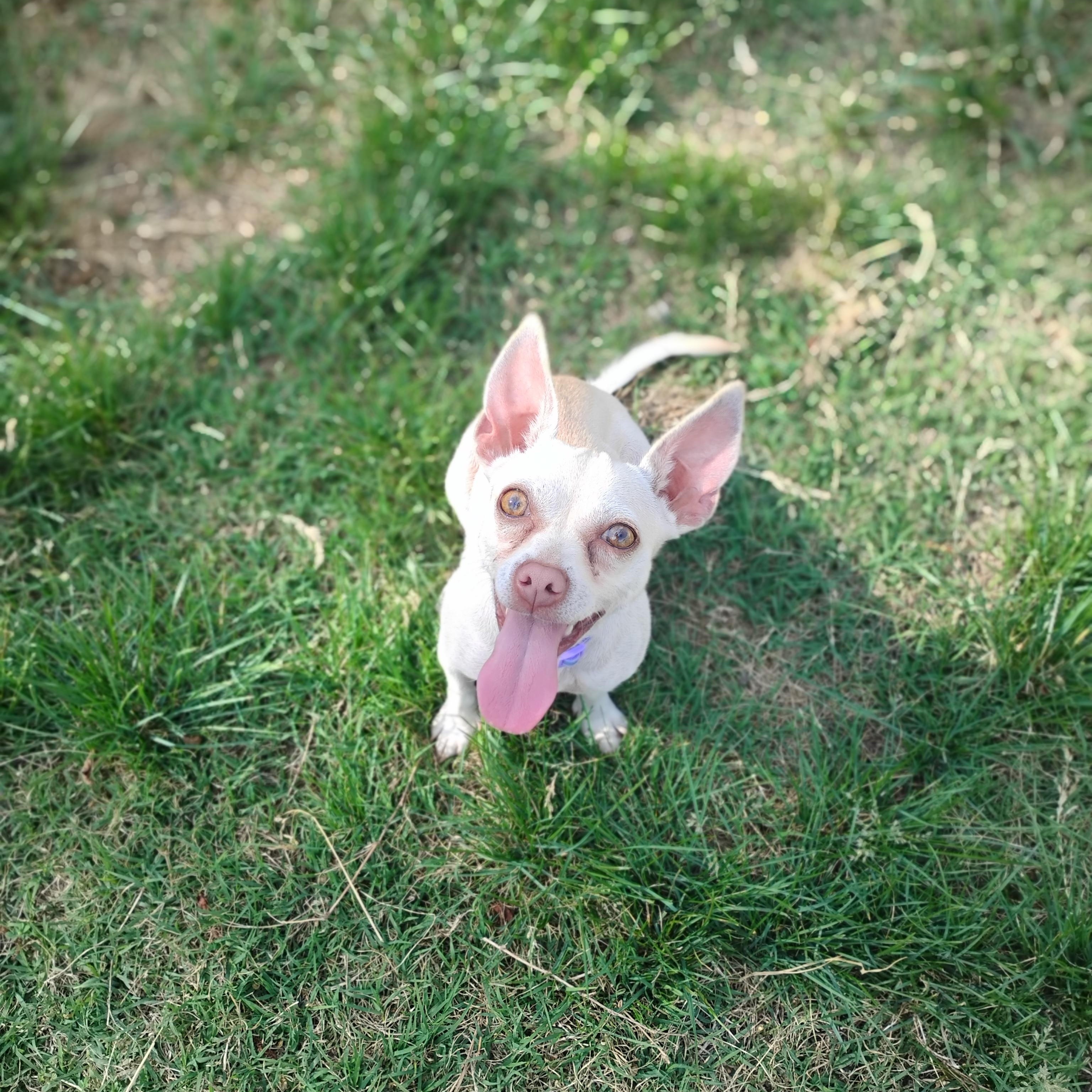 Brandy, ADOPTABLE, Young Female Chihuahua.
