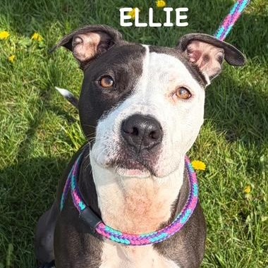 ELLIE, ADOPTABLE, Adult Female Pit Bull Terrier.
