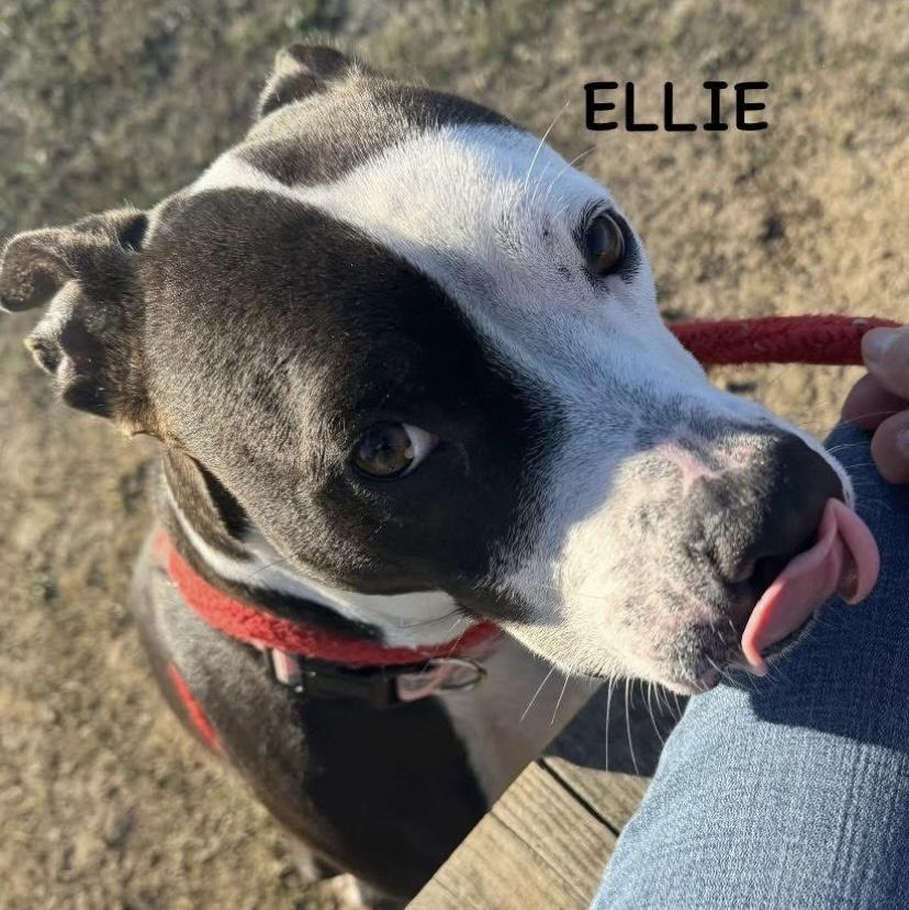Enlarge ELLIE, a ADOPTABLE mixed breed in Bowling Green, OH image 3/5