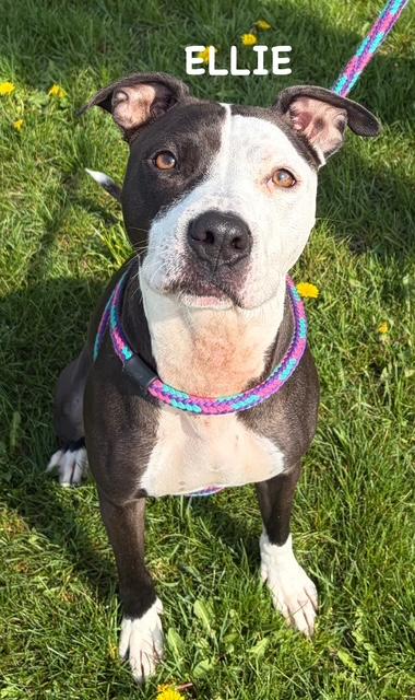 Enlarge ELLIE, a ADOPTABLE mixed breed in Bowling Green, OH image 4/5