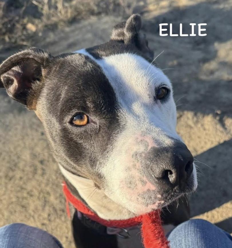 Enlarge ELLIE, a ADOPTABLE mixed breed in Bowling Green, OH image 2/5