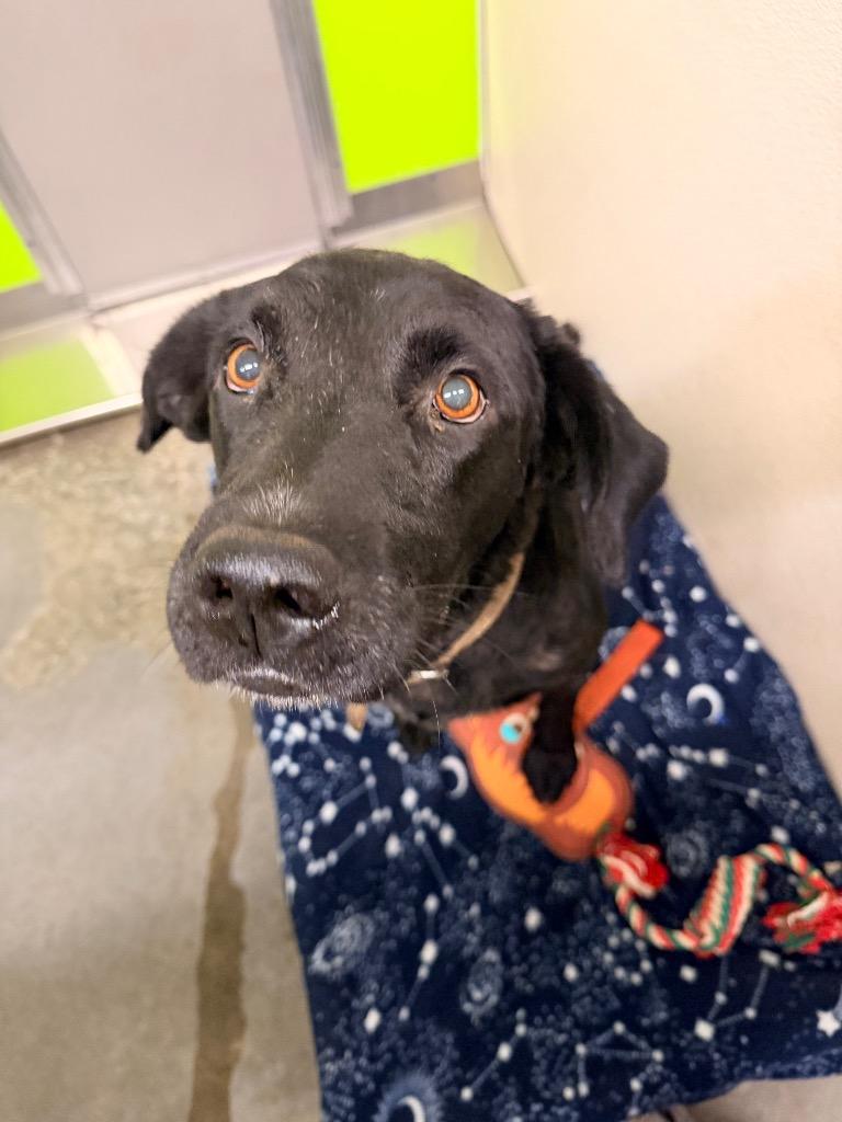 Flo, Adoptable, Adult Female Black Labrador Retriever & Mixed Breed.