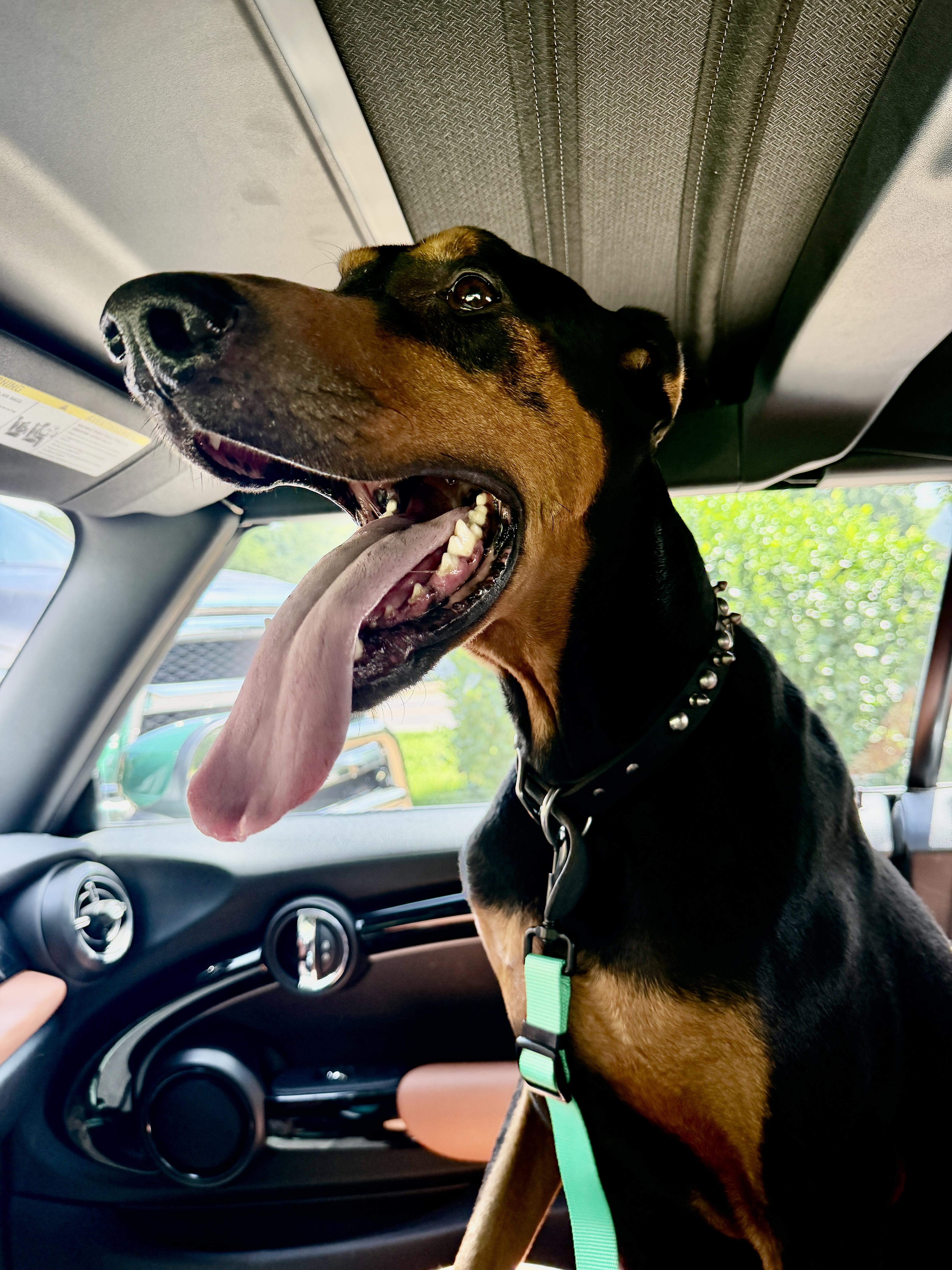 Stitch, ADOPTABLE, Adult Male Doberman Pinscher.