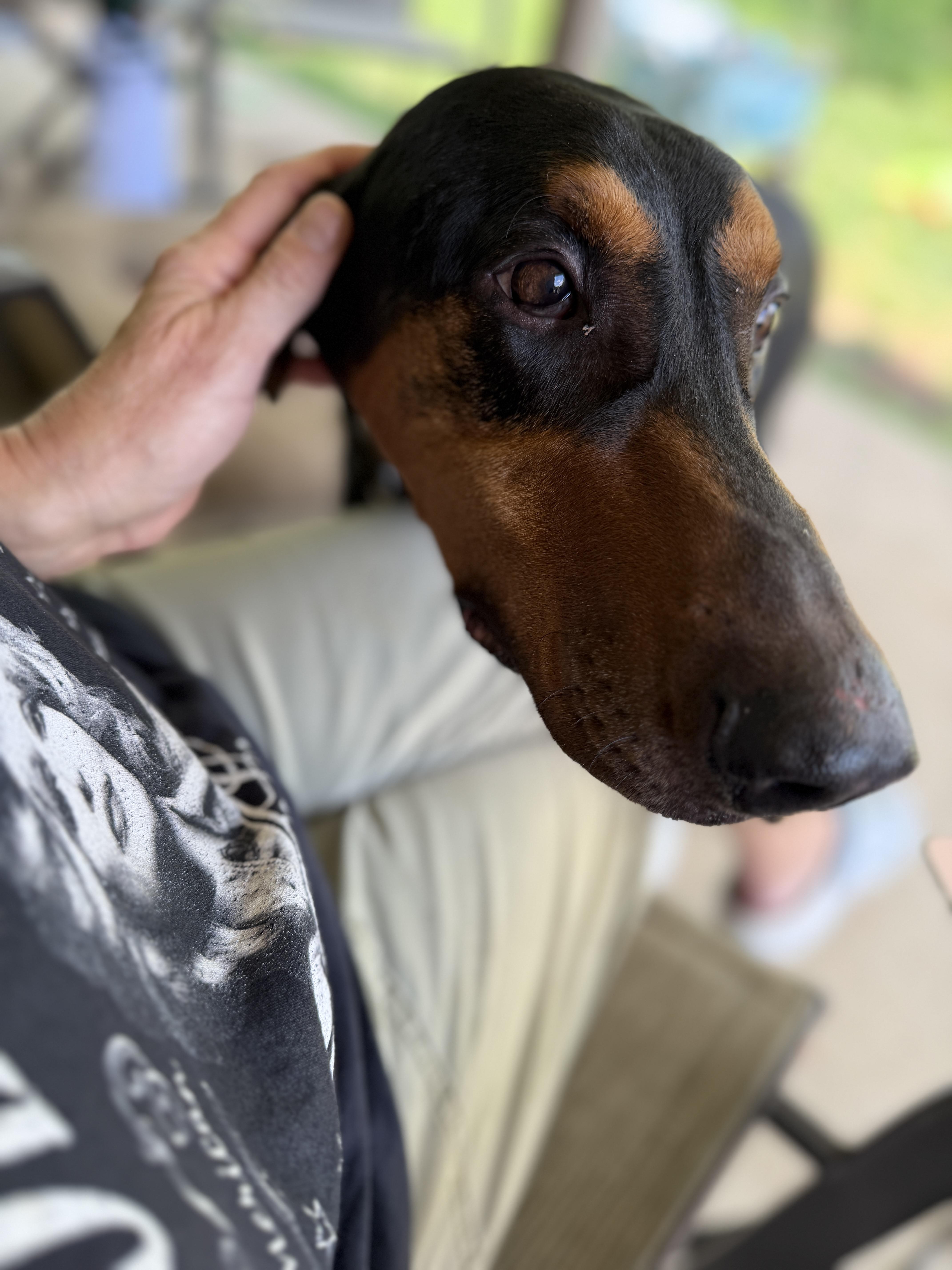 Enlarge Stitch, a ADOPTABLE Doberman Pinscher in Nashville, TN image 3/6