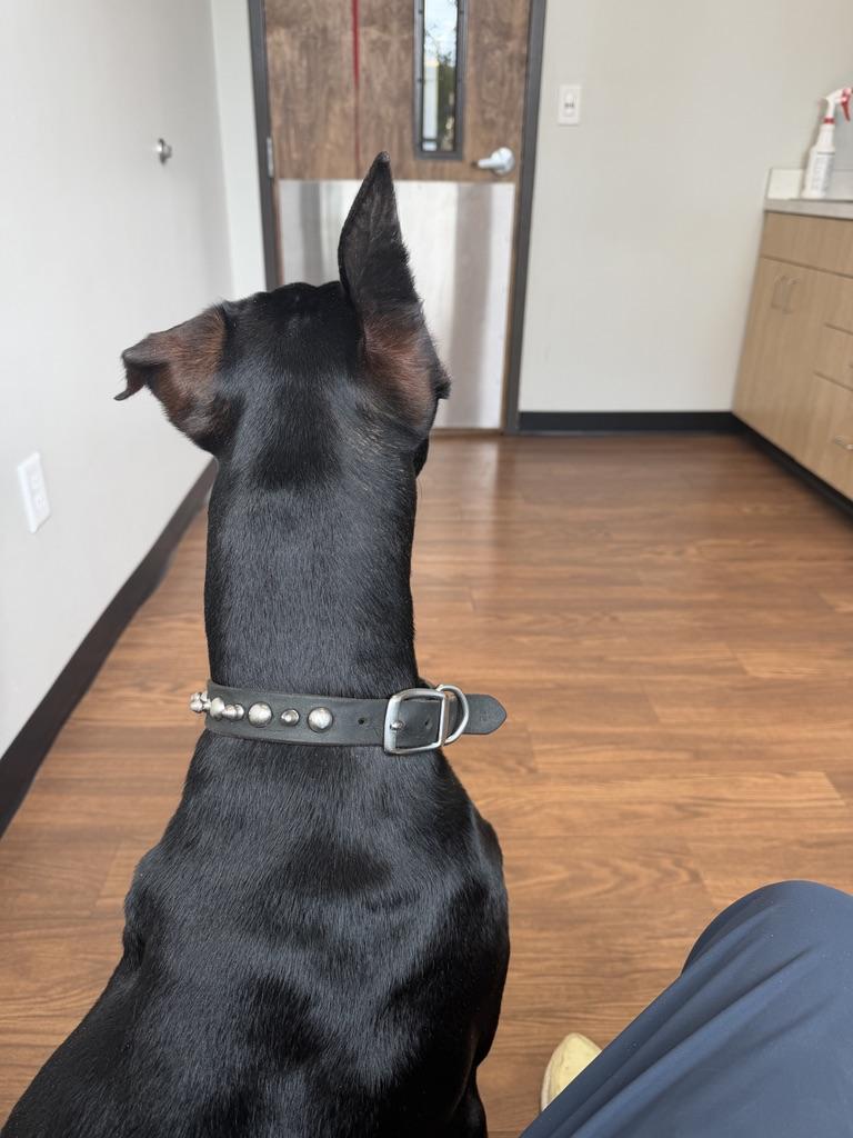 Enlarge Stitch, a ADOPTABLE Doberman Pinscher in Nashville, TN image 5/6