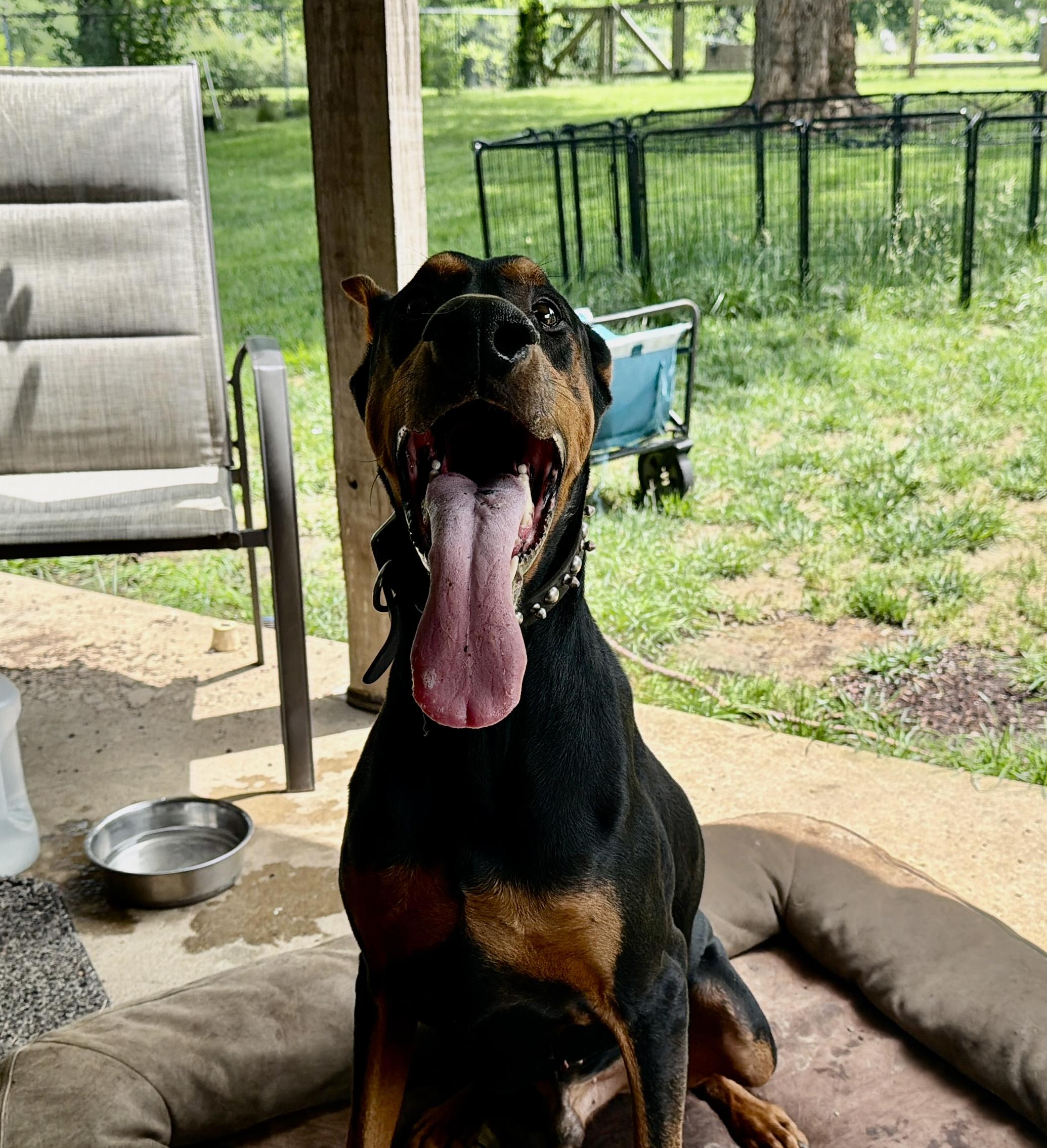Enlarge Stitch, a ADOPTABLE Doberman Pinscher in Nashville, TN image 4/6