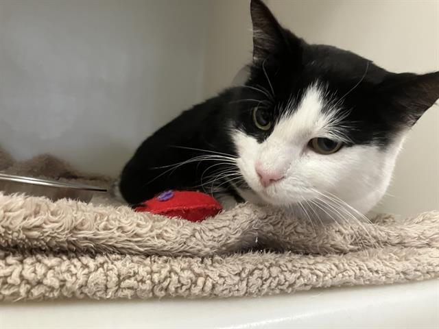 NEBULA, Adoptable, Young Female Domestic Medium Hair.