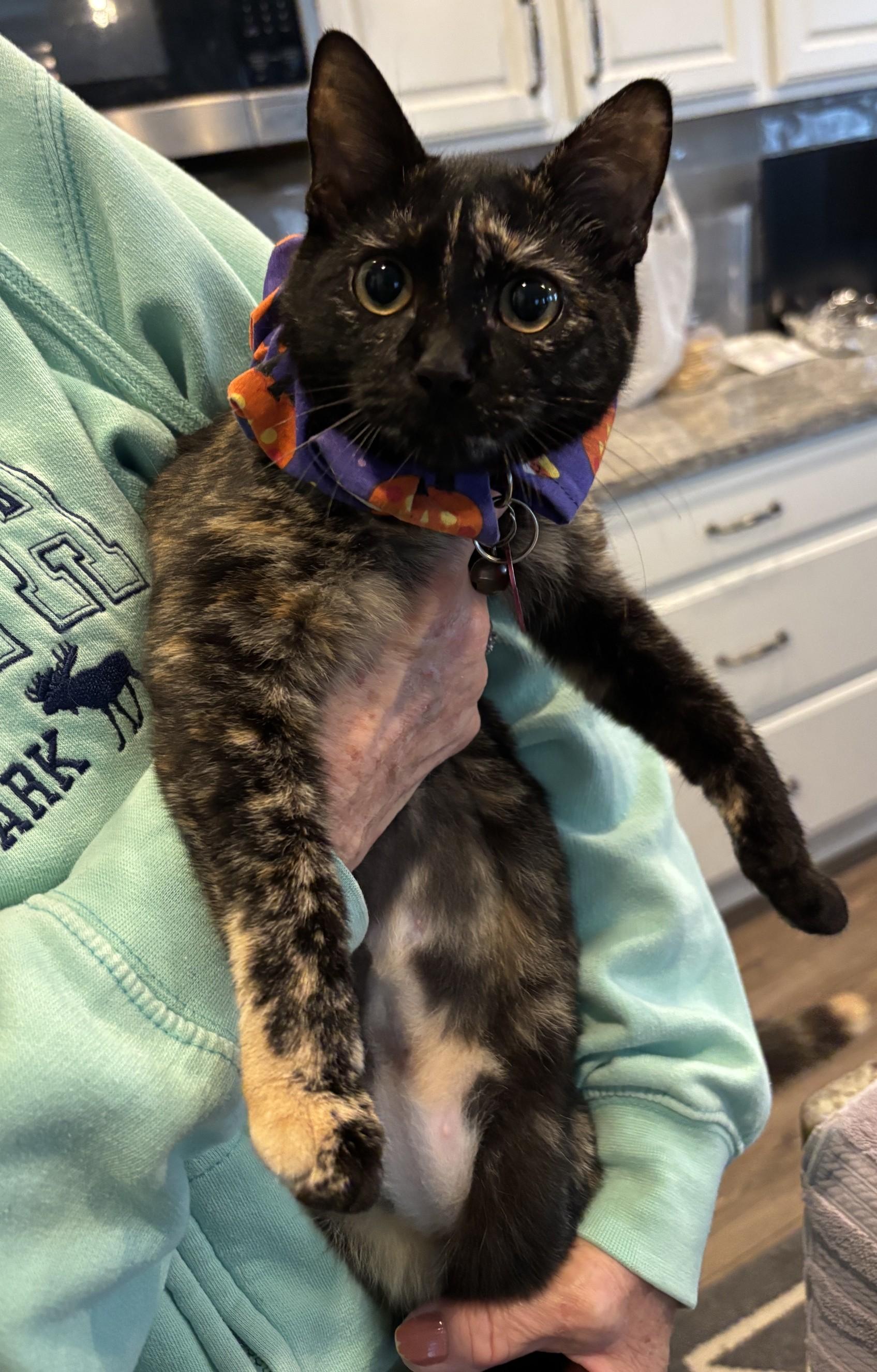 Enlarge Isabella, a Adoptable Domestic Short Hair in Dover, DE image 2/3